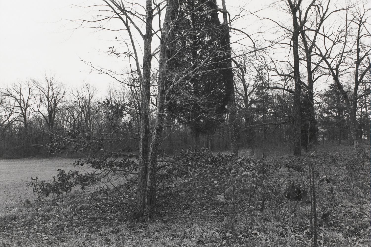 Untitled from Shiloh National Military Park, Tenessee (moving leaves)