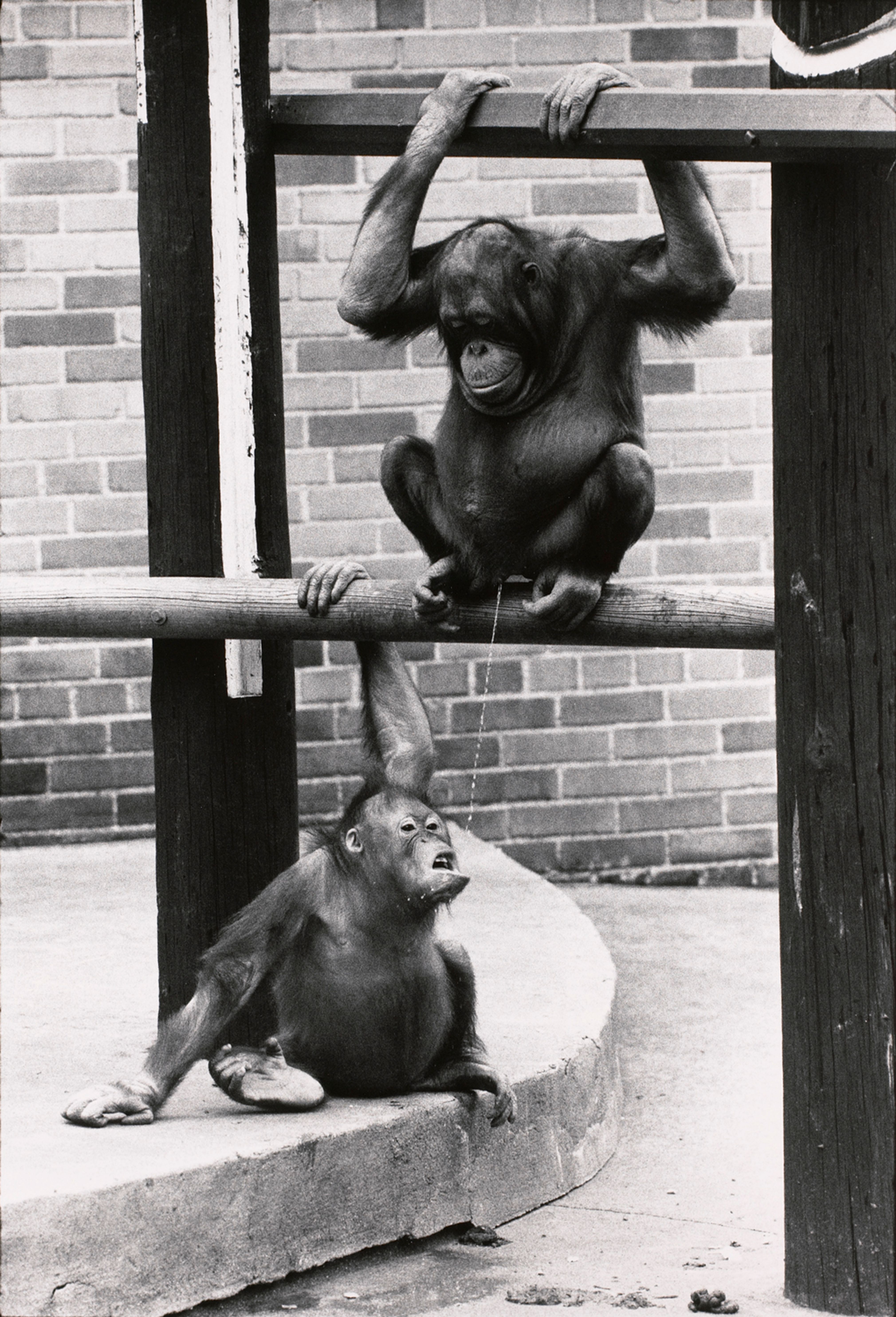 Untitled (An orangutan peeing into another one’s mouth)