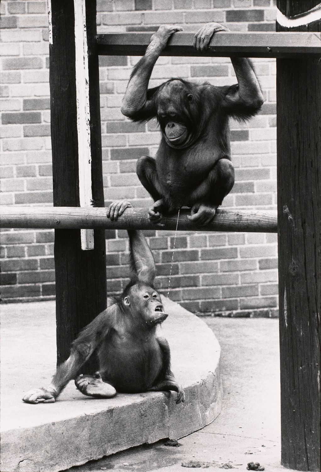 Untitled (An orangutan peeing into another one’s mouth)