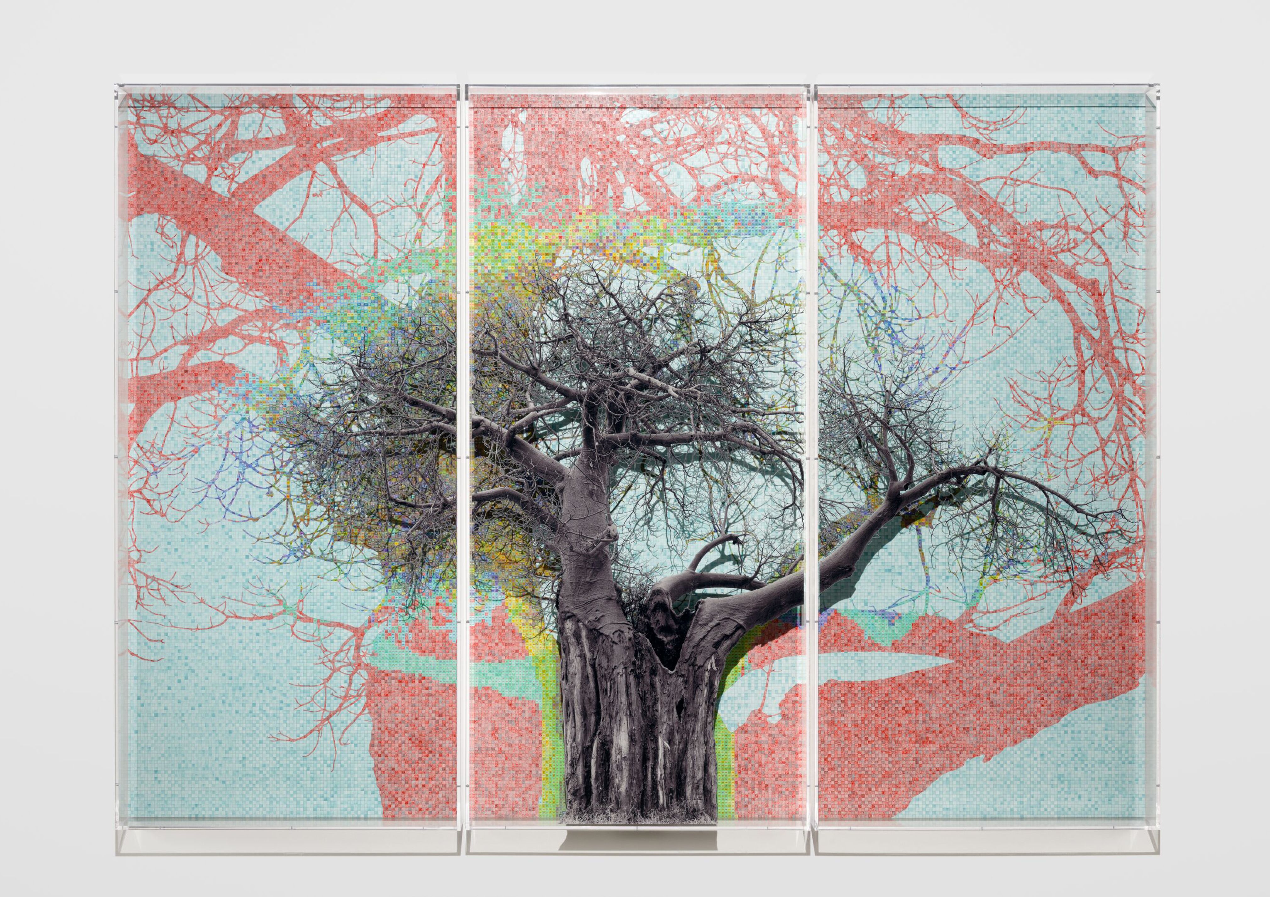 Numbers and Trees: Tanzania Series 1, Baobab, Tree #8, Ogiek