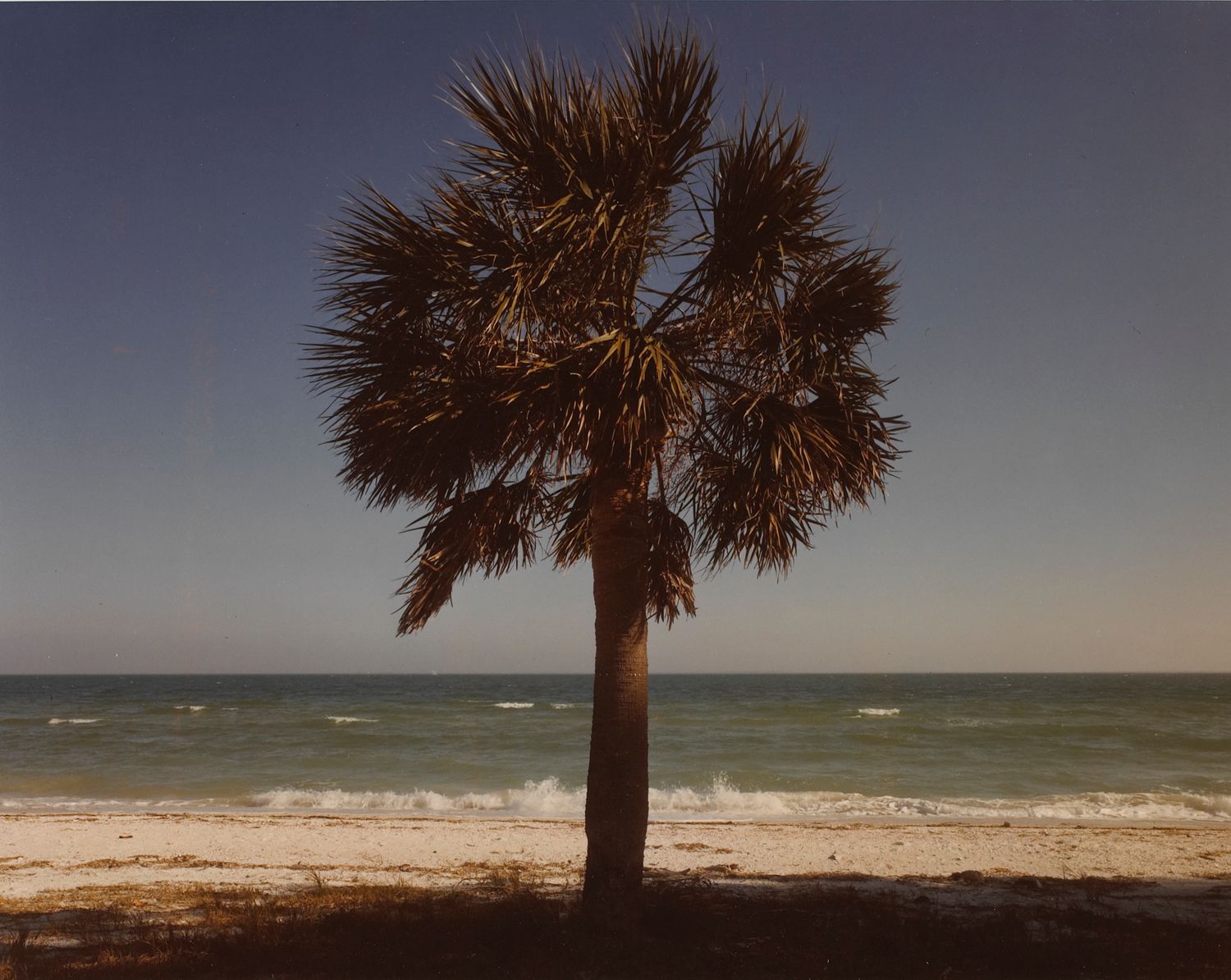 Studded Palm, Fort De Soto, Florida