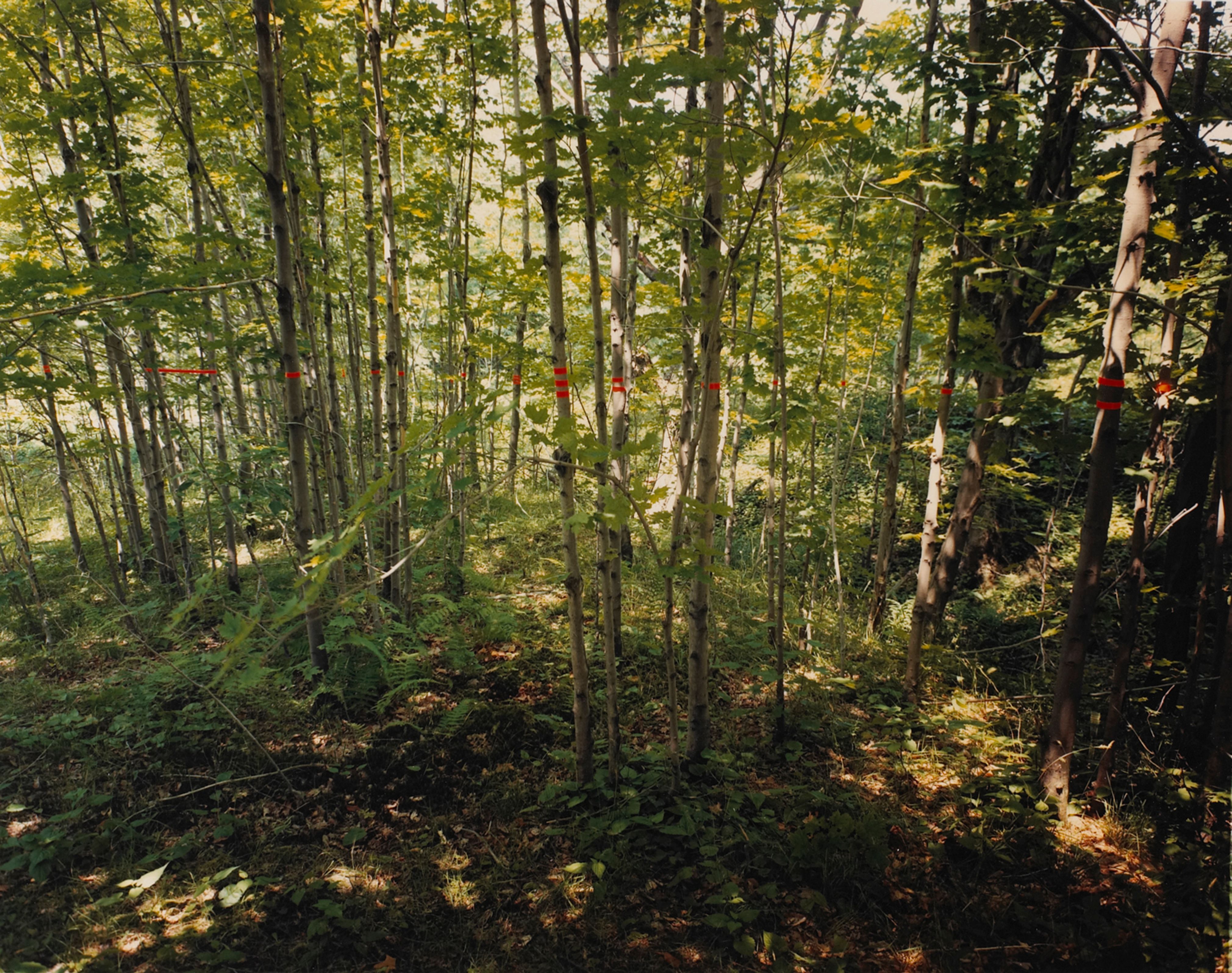 Music I, Ellicottville, New York