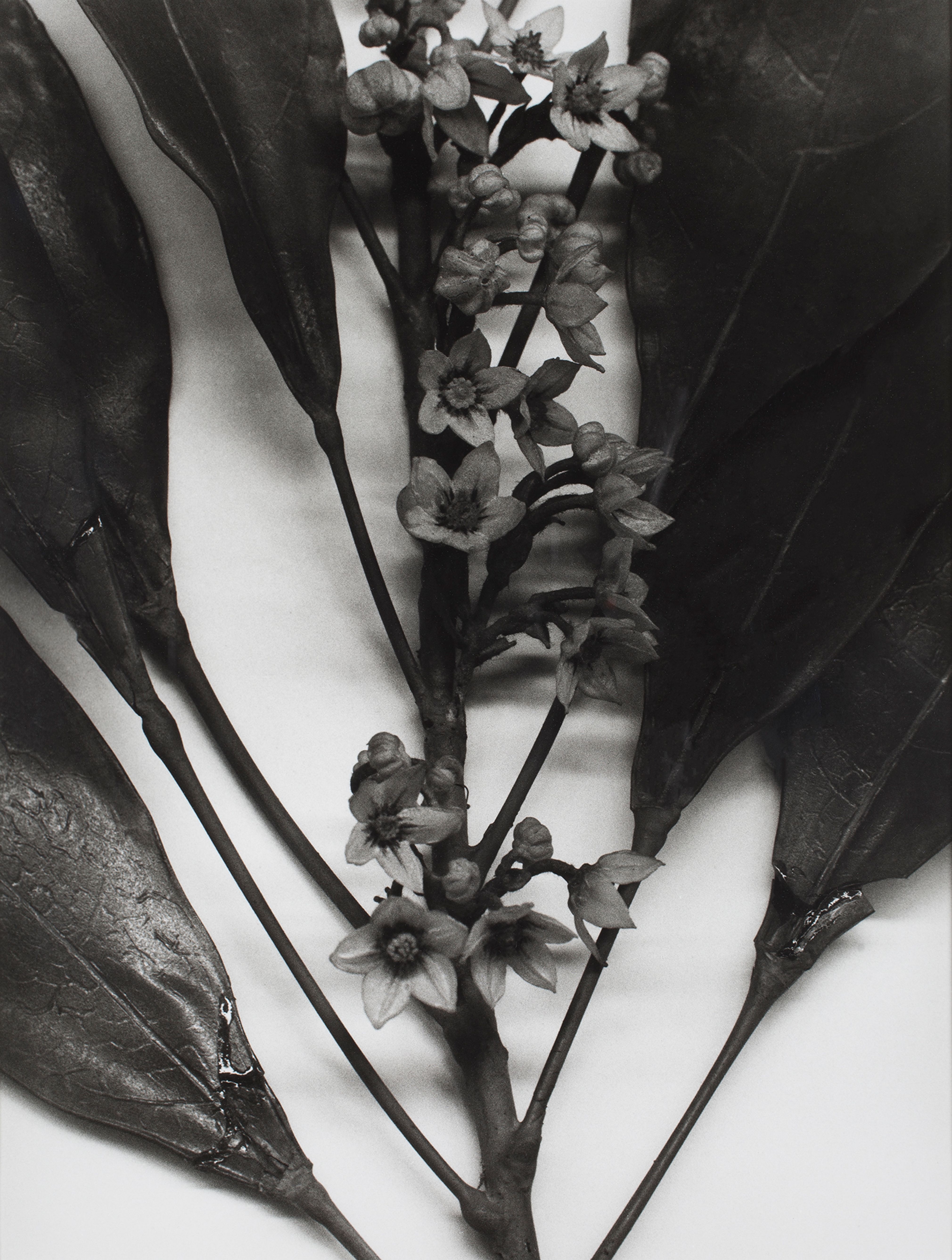 Angola, 1989
Blaschka Model 439, 1894
Genus no. 5091
Family, Sterculiaceae
Cola acuminata (Beauv.) Schott and Endl.
Cola Nut, Goora Nut
