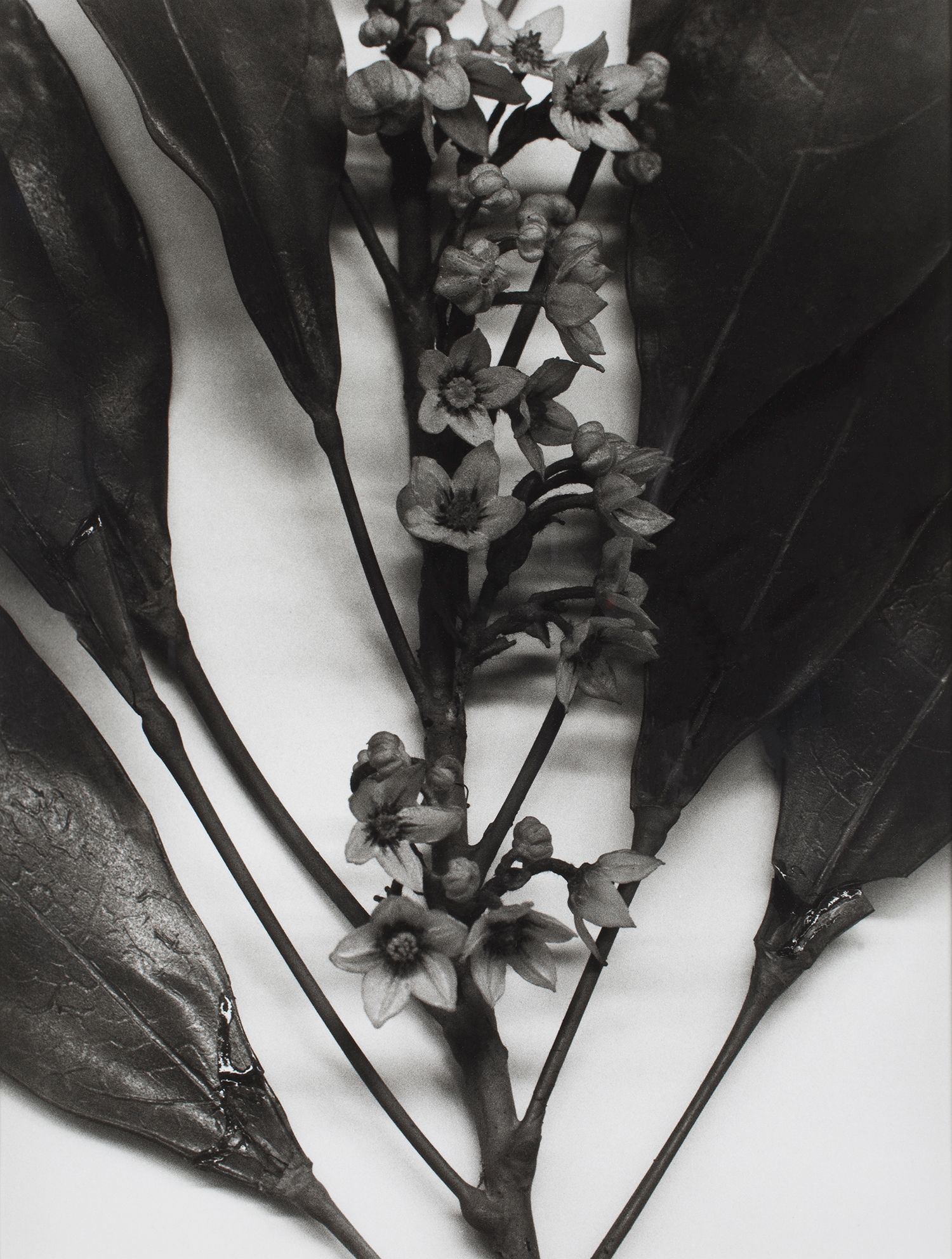 Angola, 1989
Blaschka Model 439, 1894
Genus no. 5091
Family, Sterculiaceae
Cola acuminata (Beauv.) Schott and Endl.
Cola Nut, Goora Nut