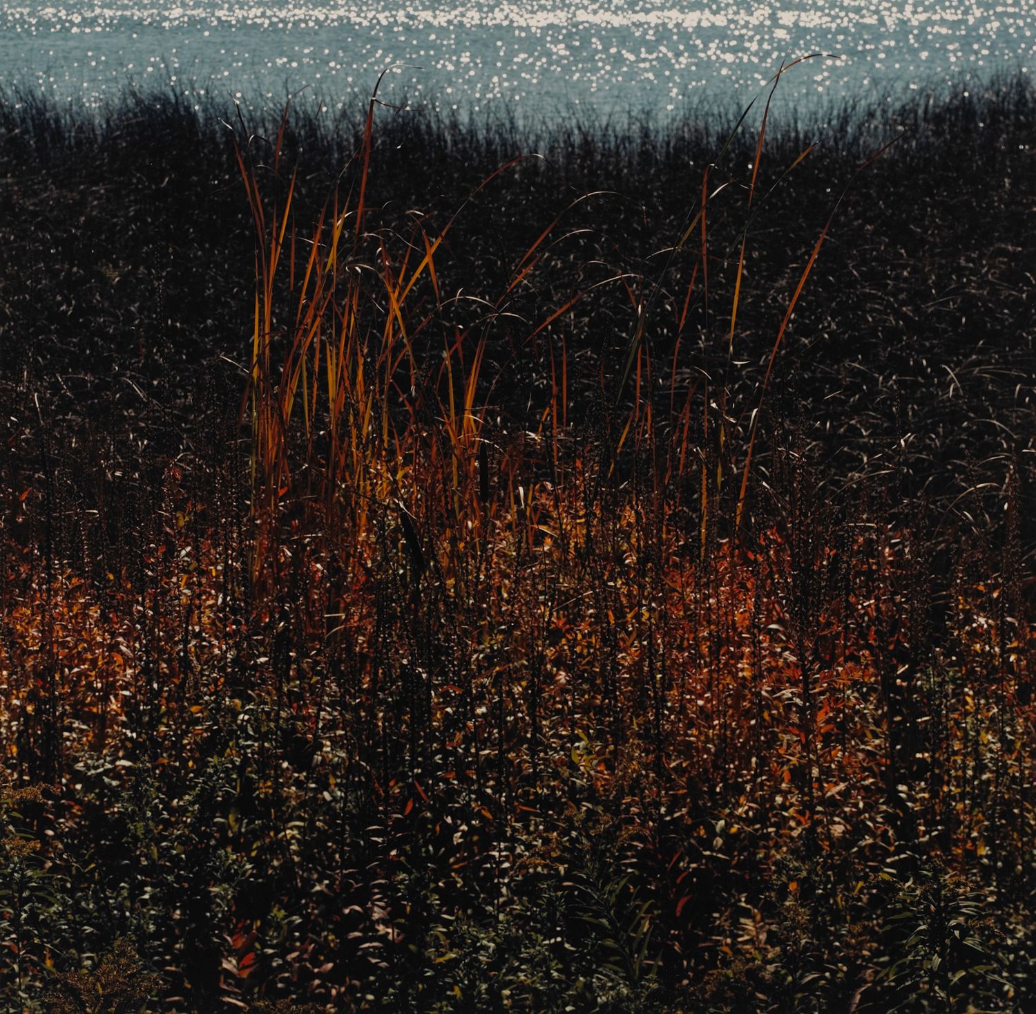 Cattails on Buckhorn Island