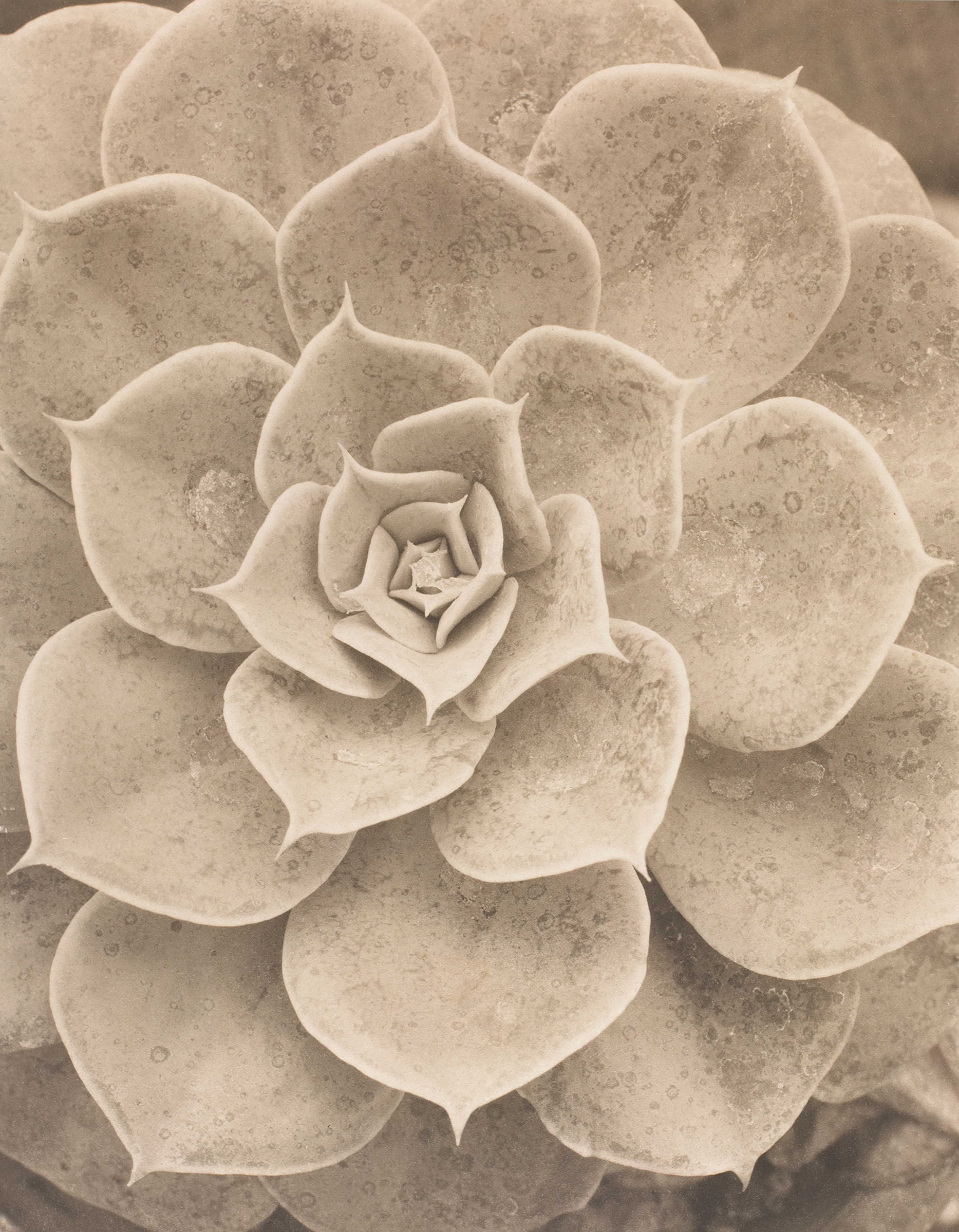 Succulent