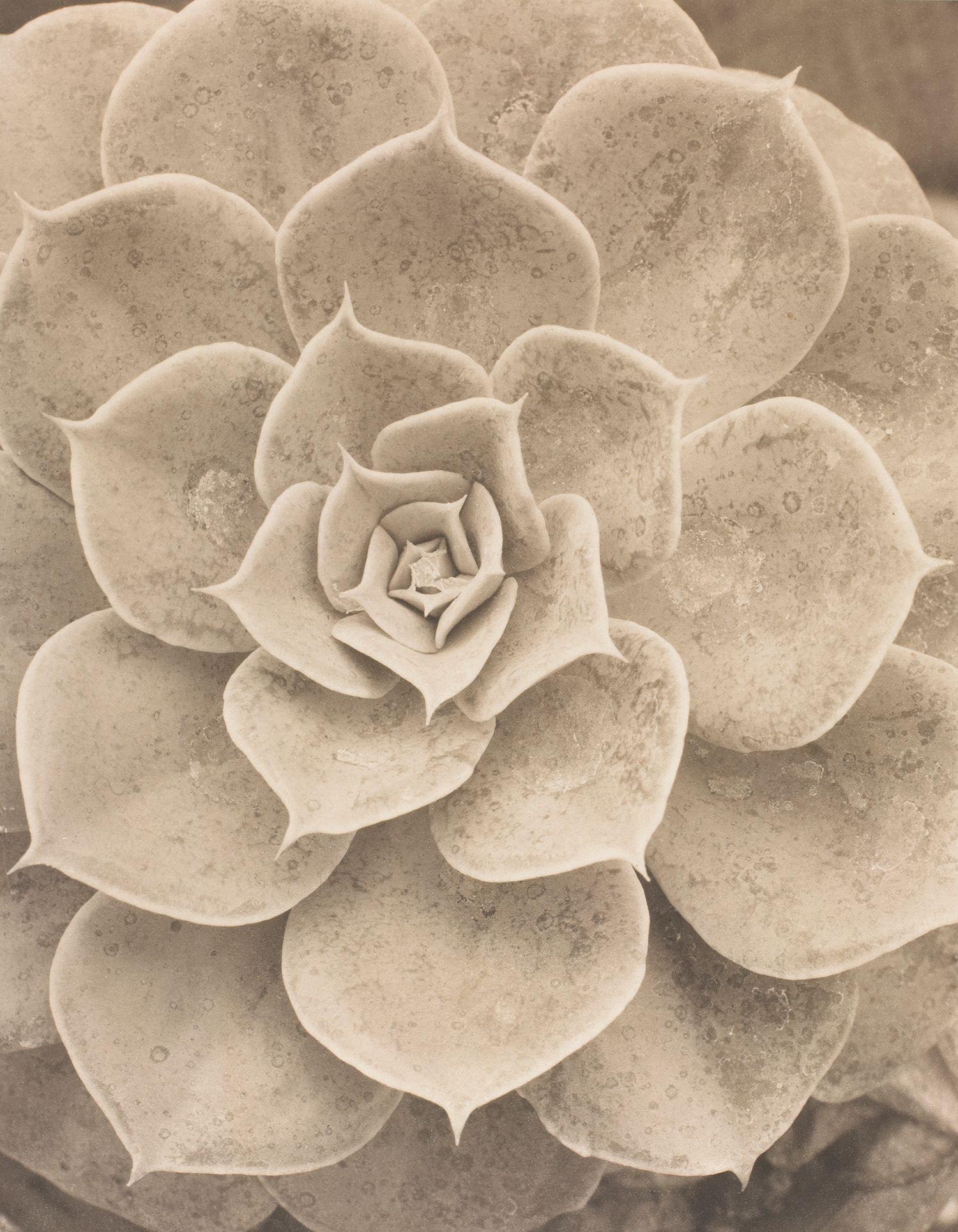Succulent