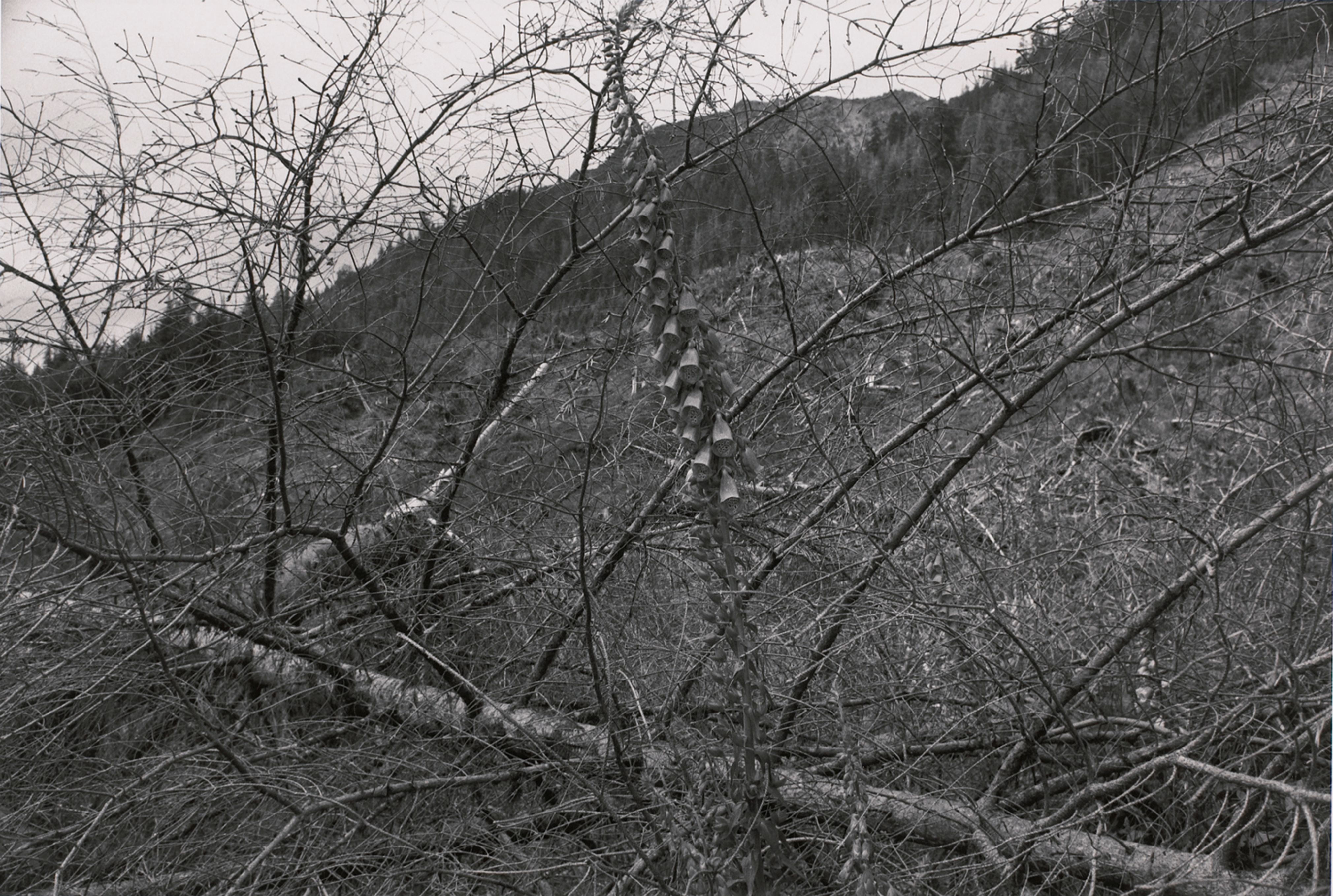 Hoh Valley Series, Washington