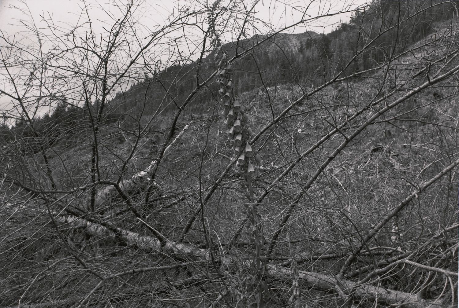 Hoh Valley Series, Washington