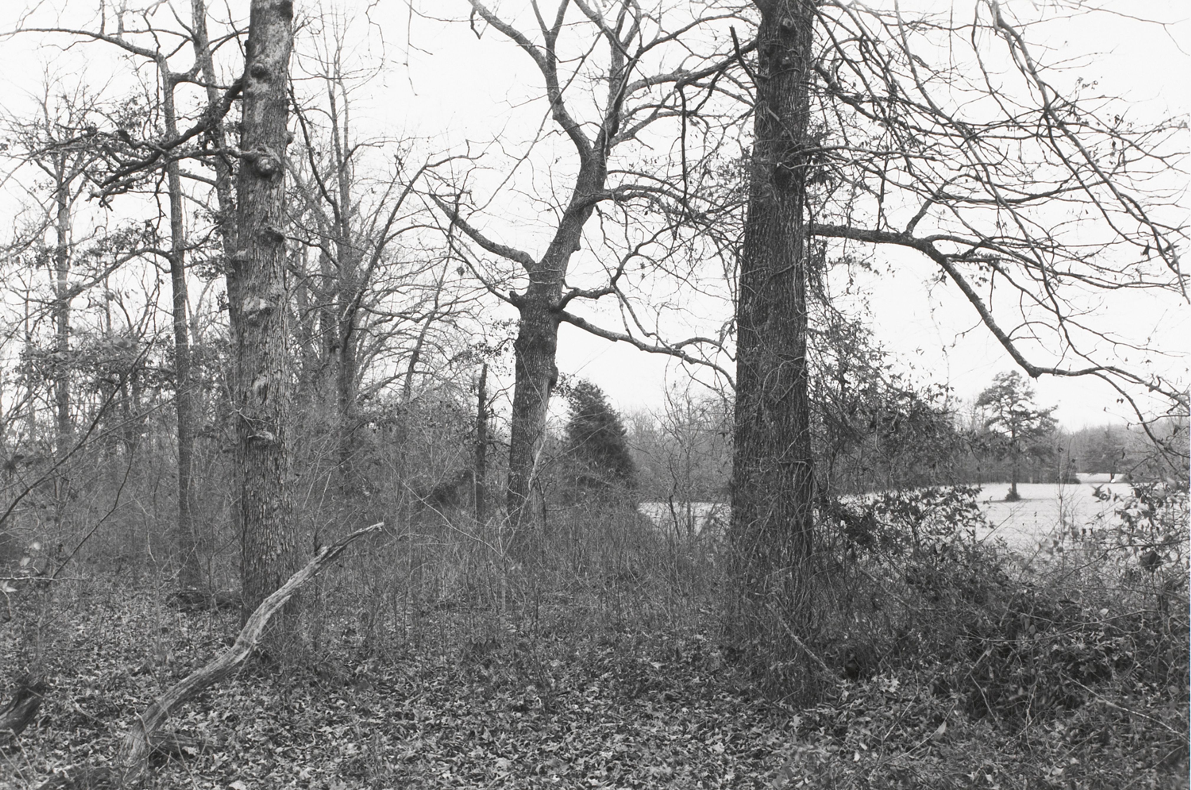 Untitled from Shiloh National Military Park, Tenessee (forest with view of clearing)