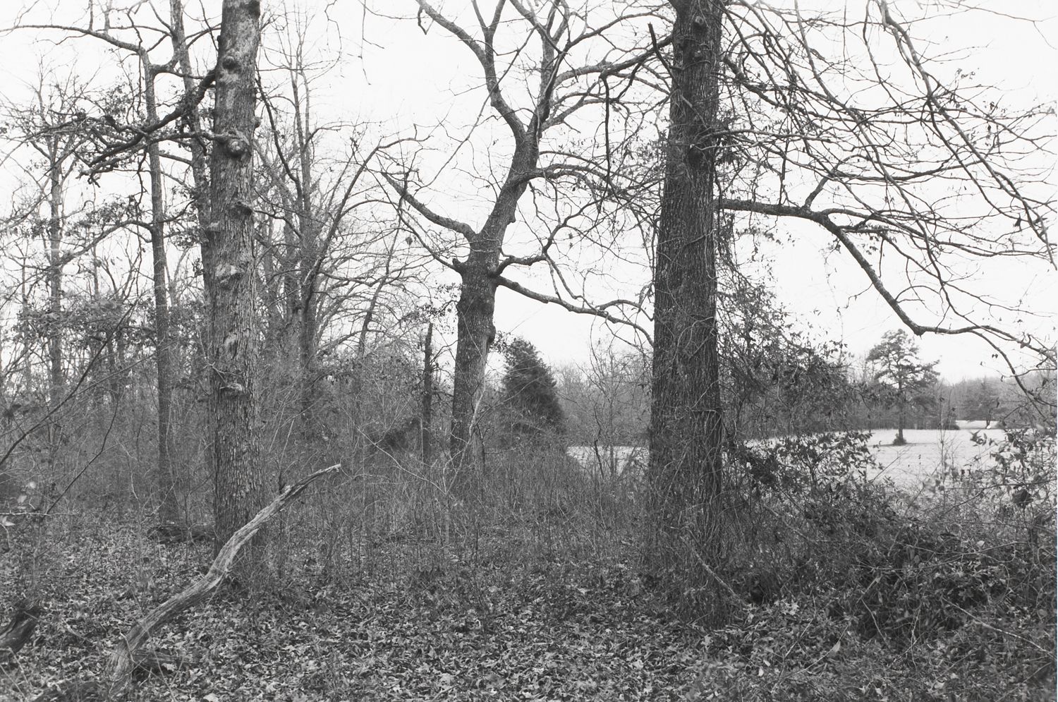 Untitled from Shiloh National Military Park, Tenessee (forest with view of clearing)