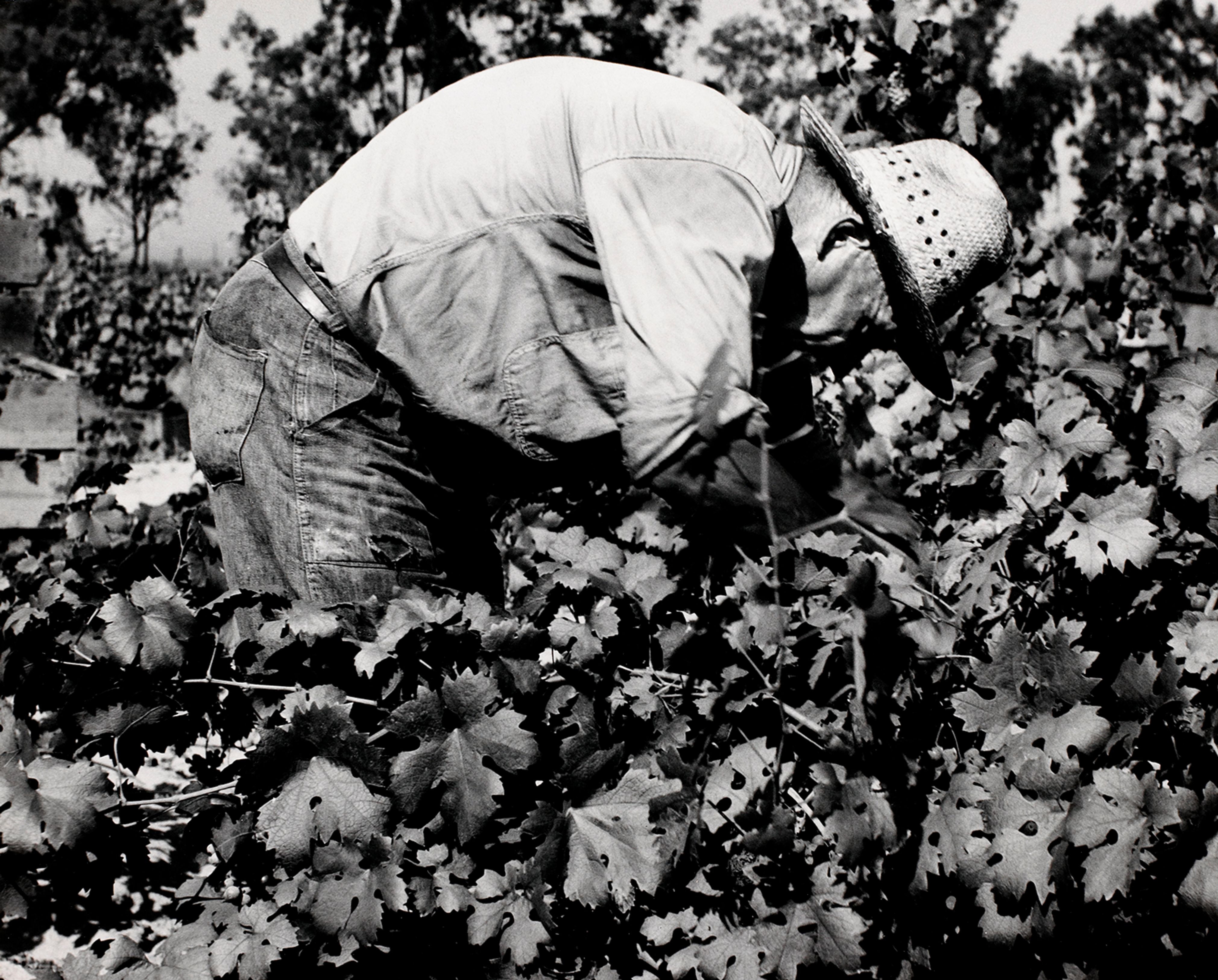Tending the Vines