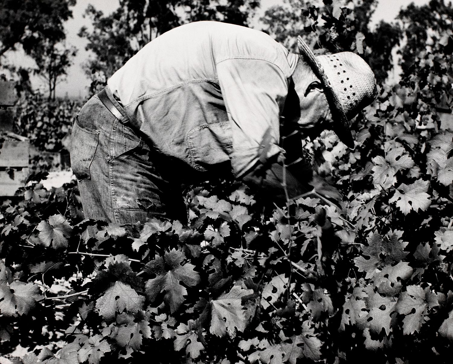 Tending the Vines