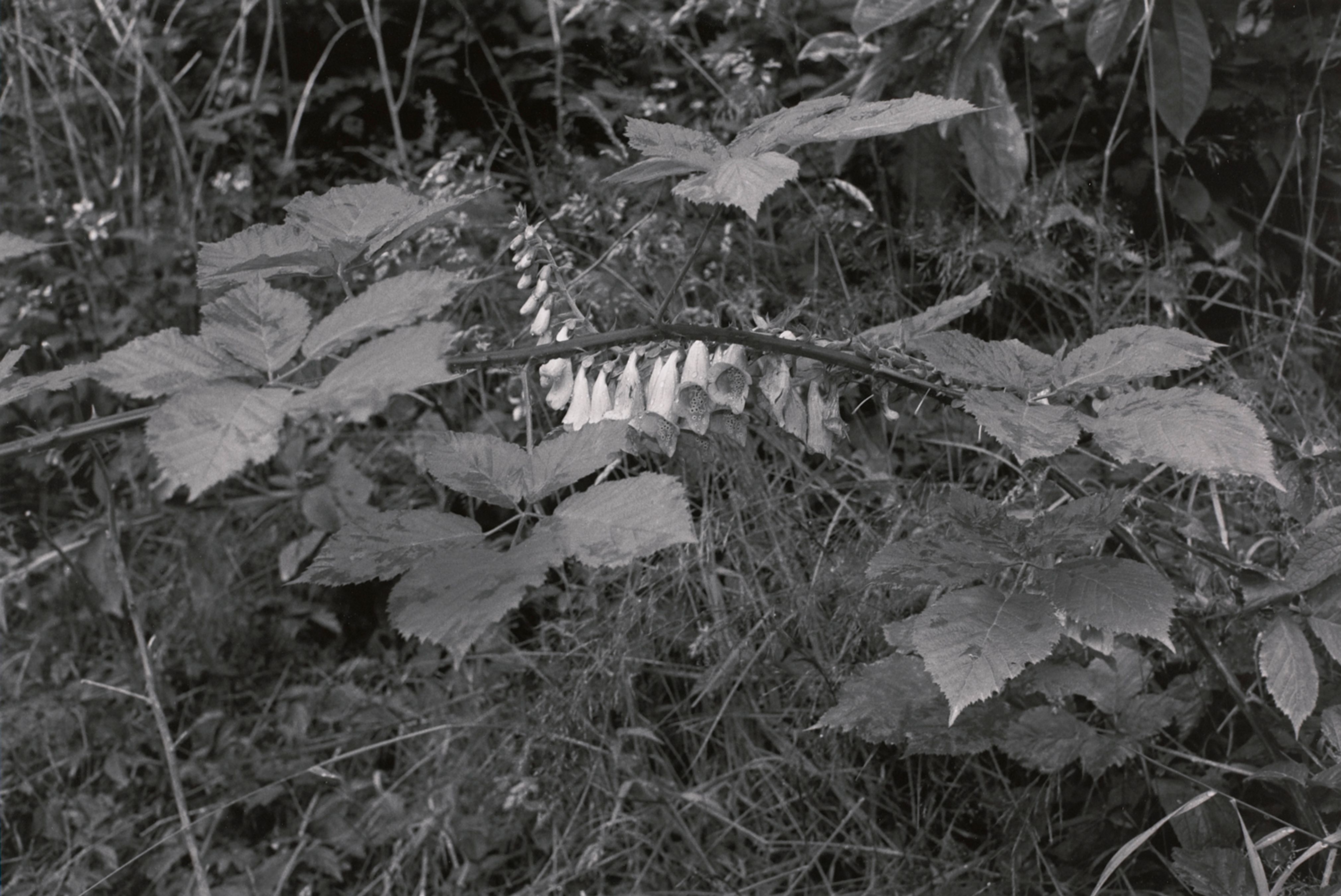 Hoh Valley Series, Grays Harbor City