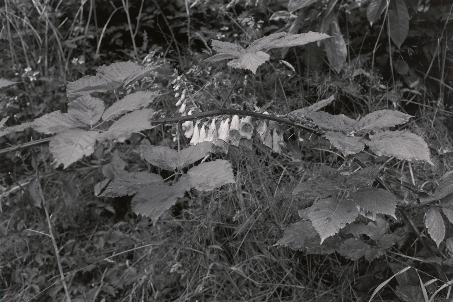 Hoh Valley Series, Grays Harbor City