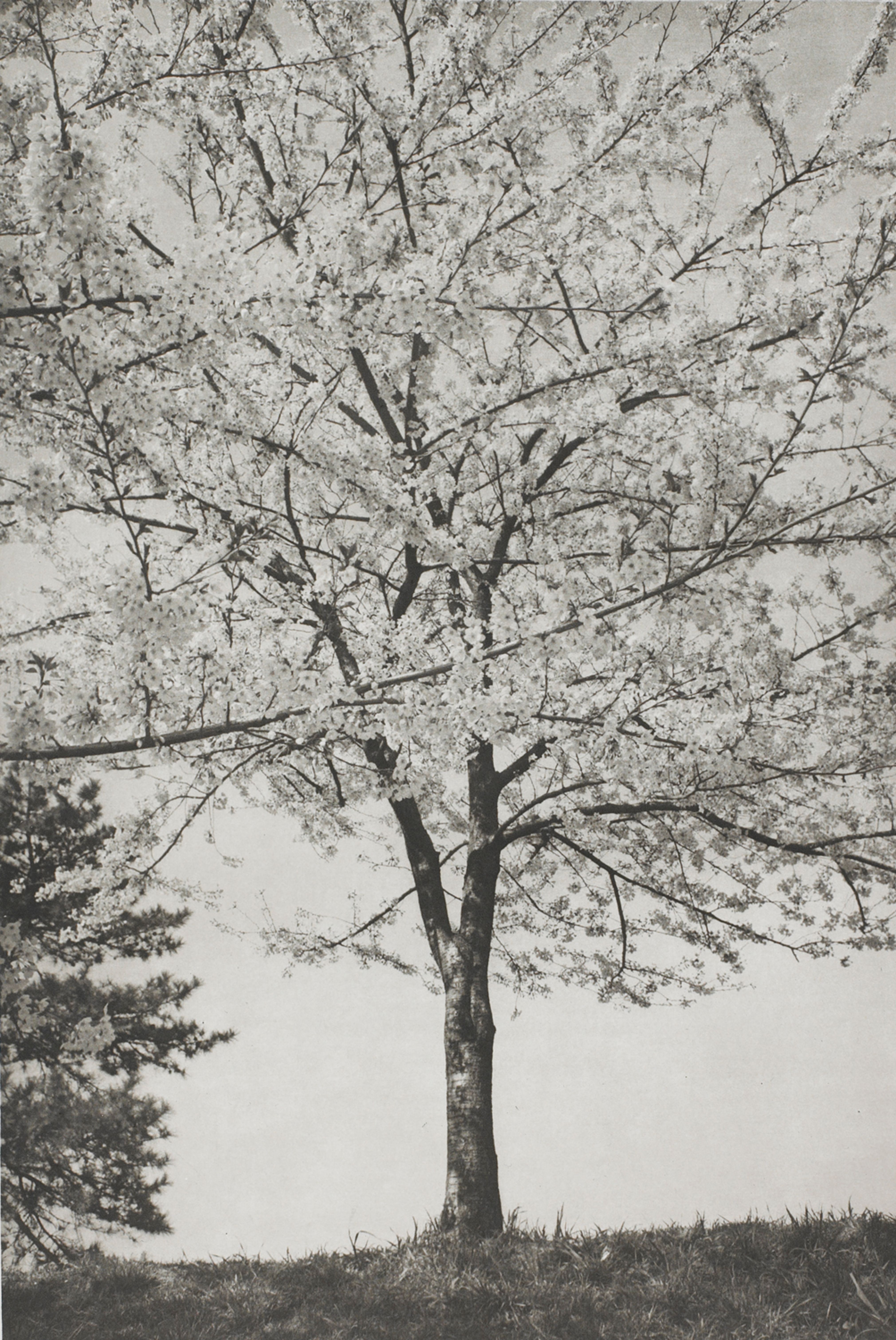 Tokyo (lone tree)