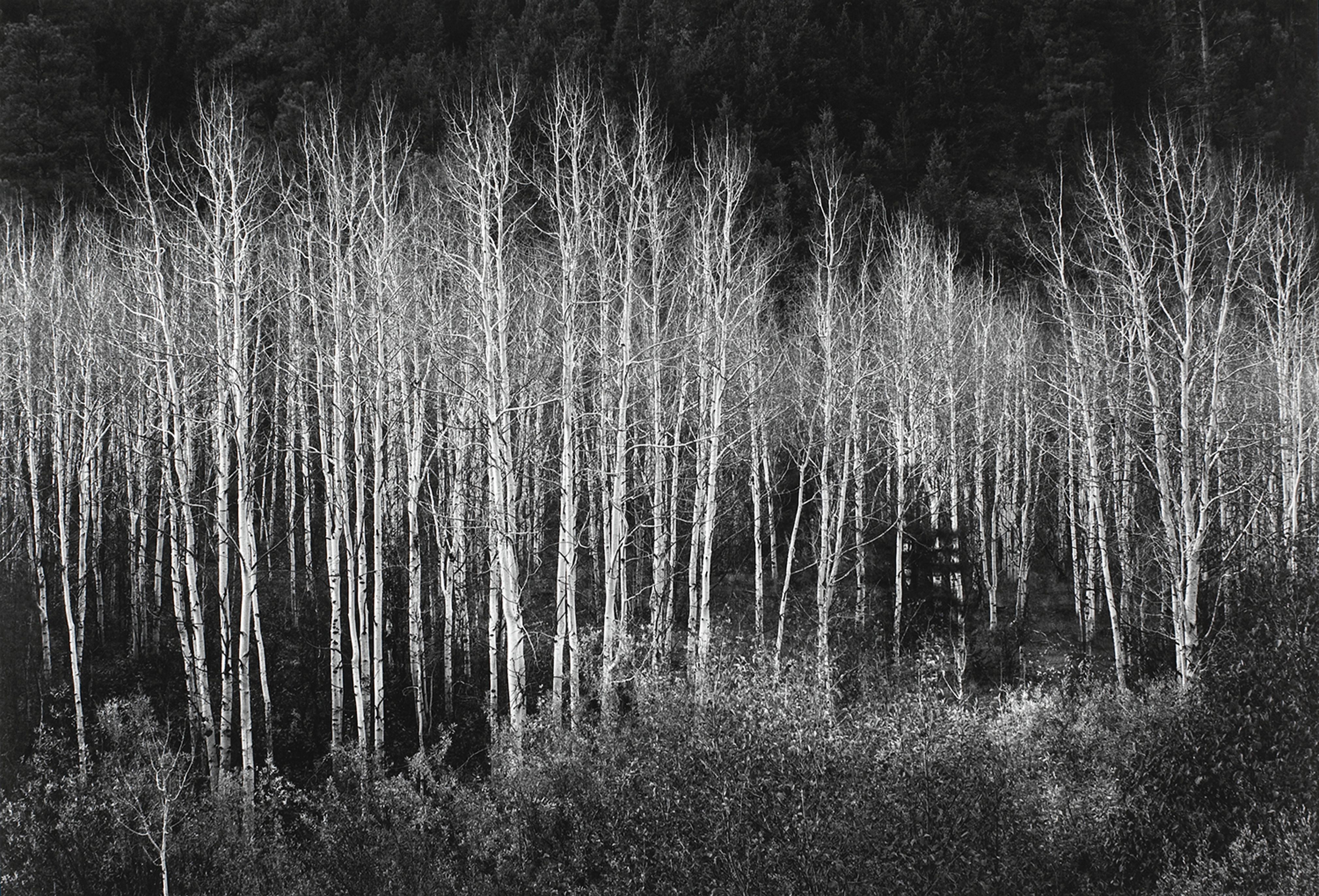 Aspens, Dawn, Dolores River Canyon