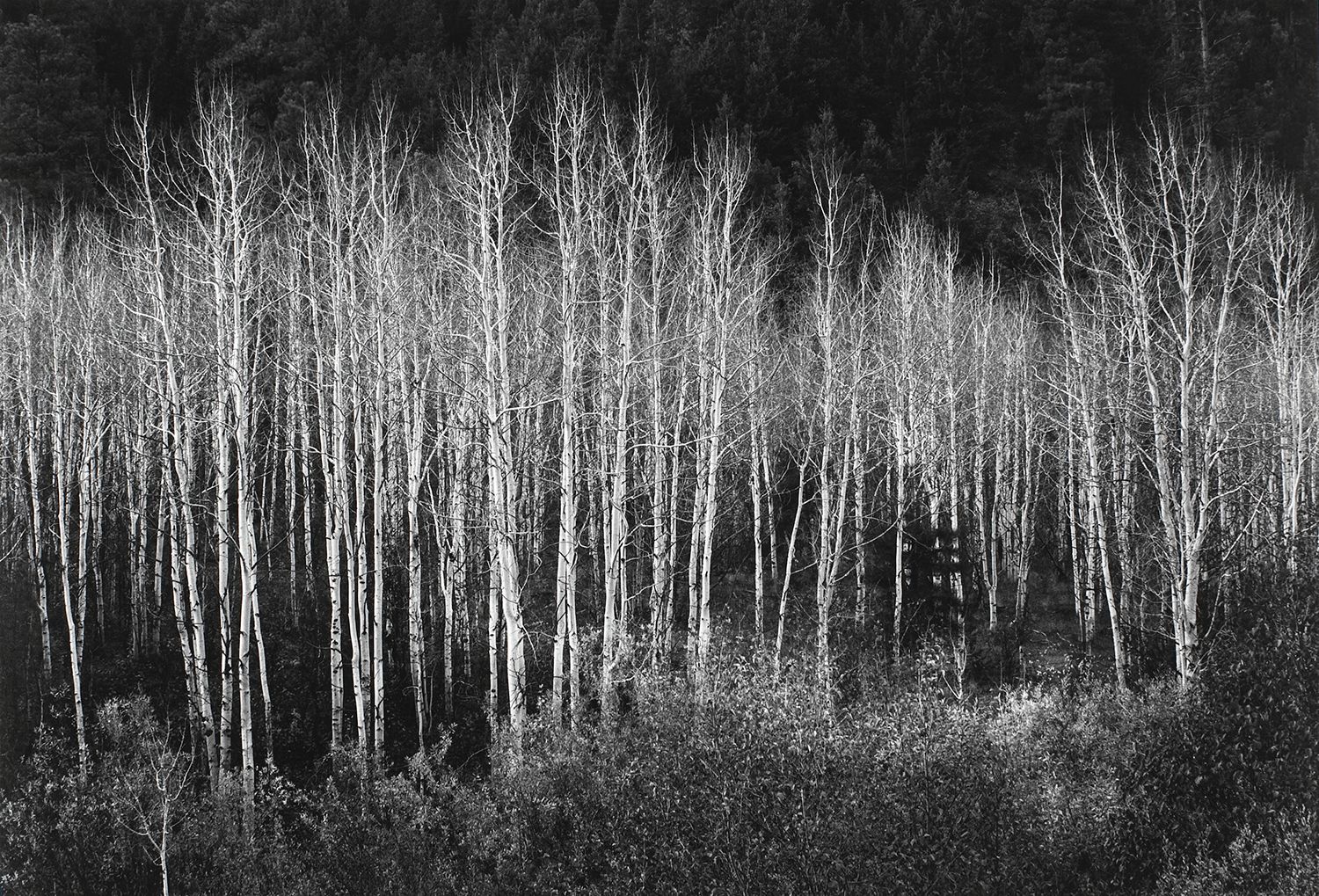 Aspens, Dawn, Dolores River Canyon