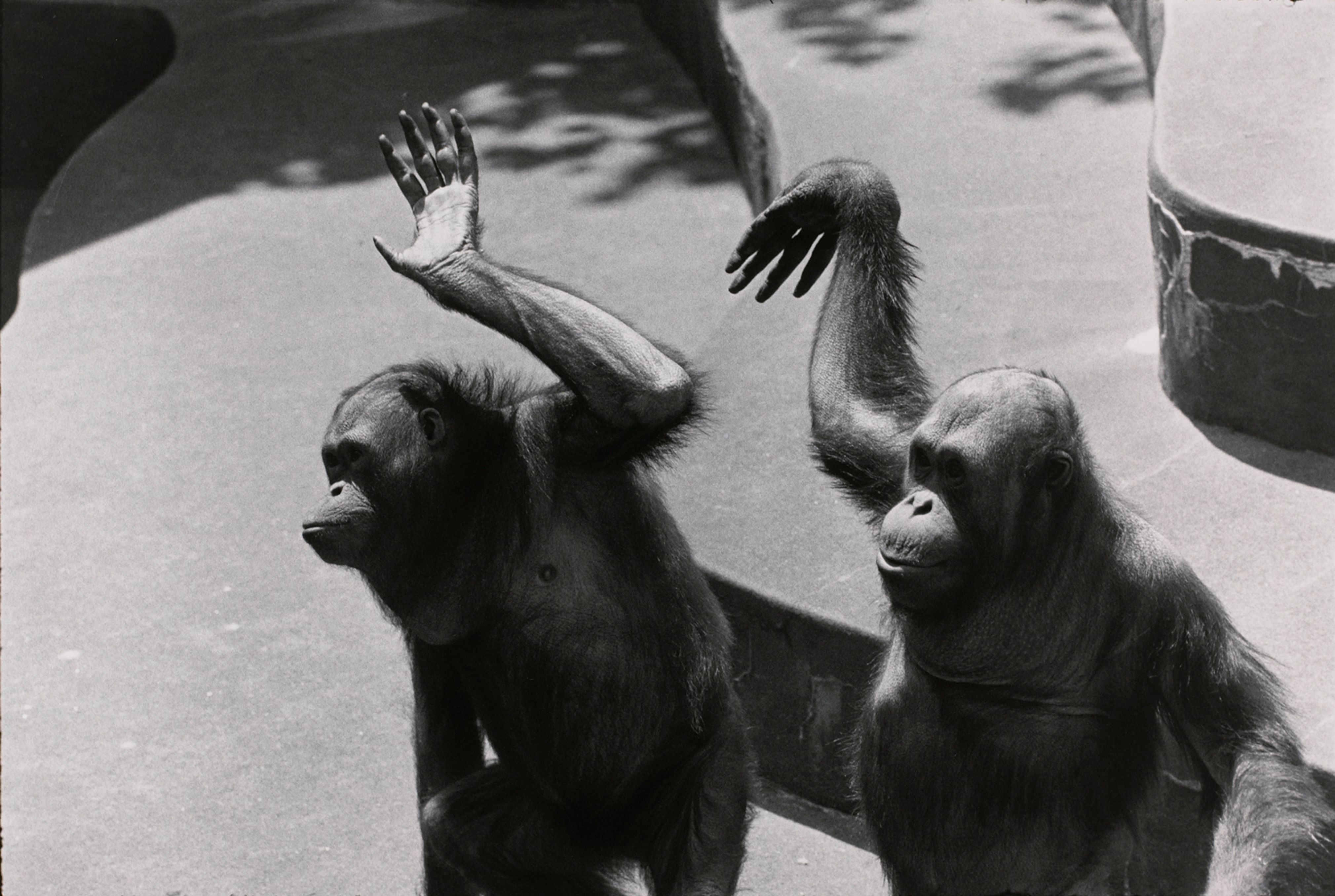 Untitled (Two Orangutans waving)