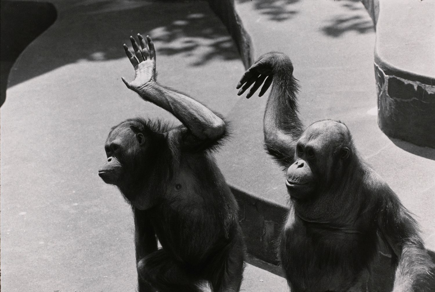 Untitled (Two Orangutans waving)