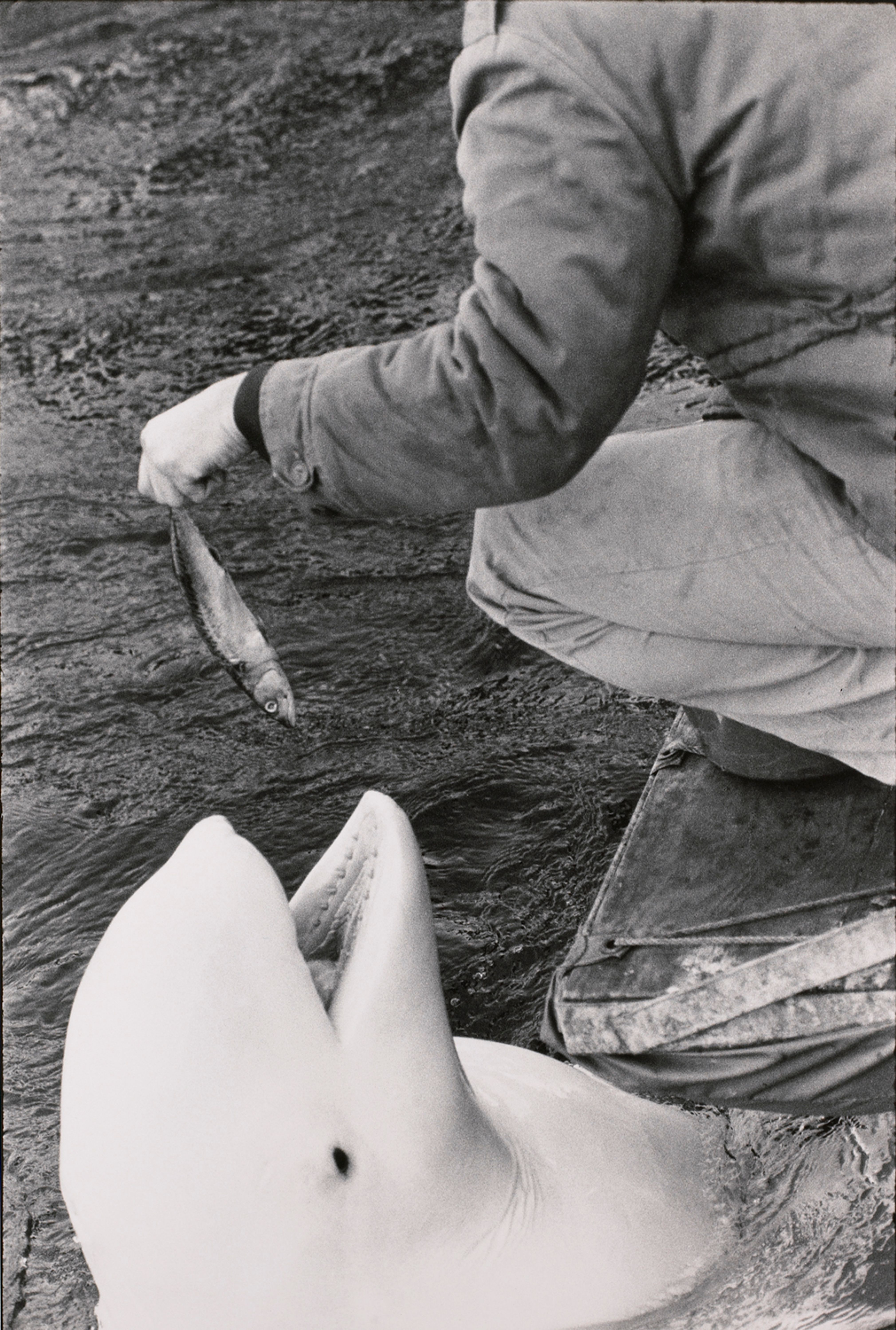 Untitled (Feeding time for a dolphin?)