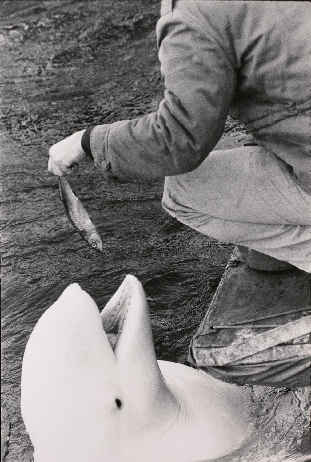 Untitled (Feeding time for a dolphin?)