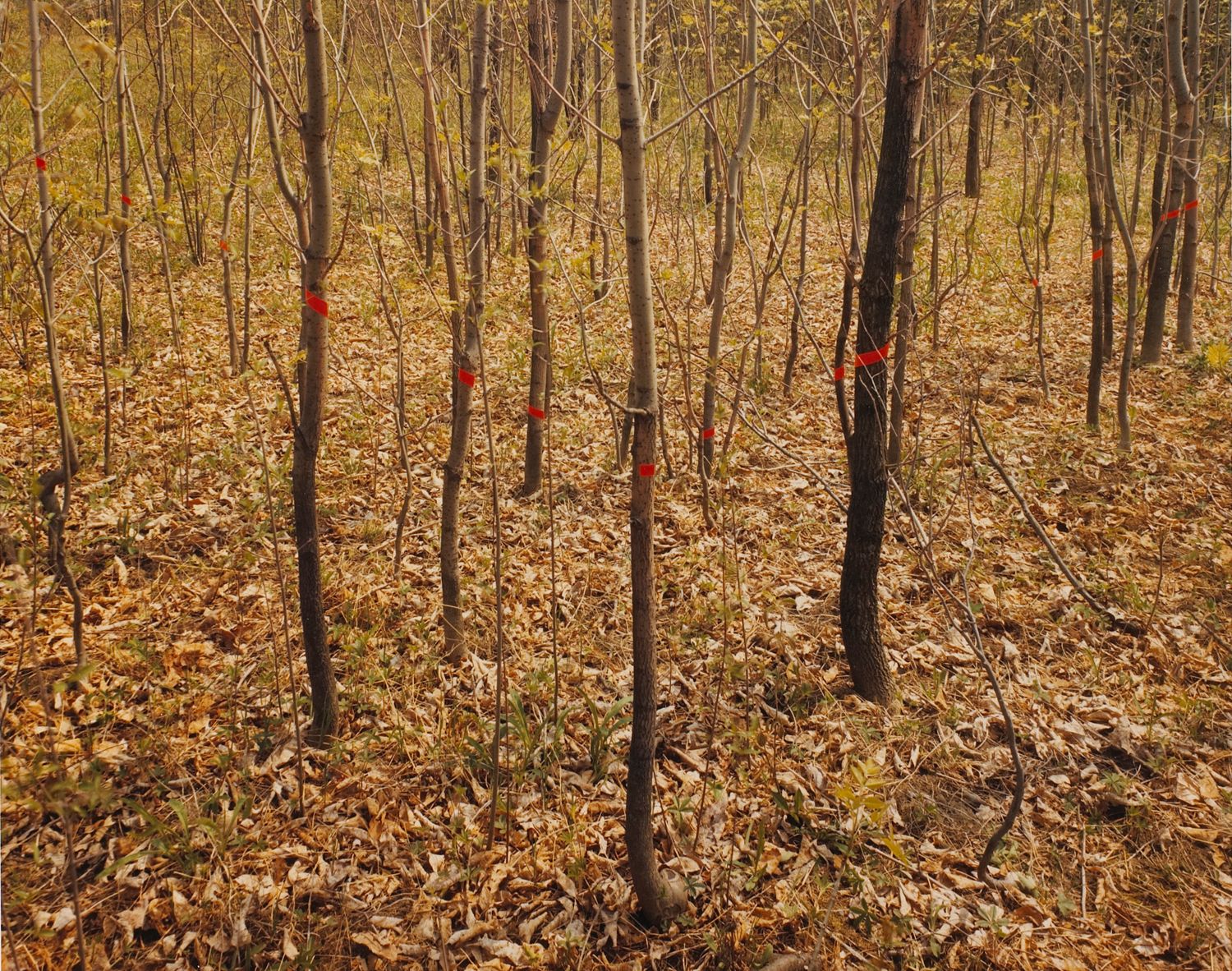 Red Chevron, Silver Creek, New York