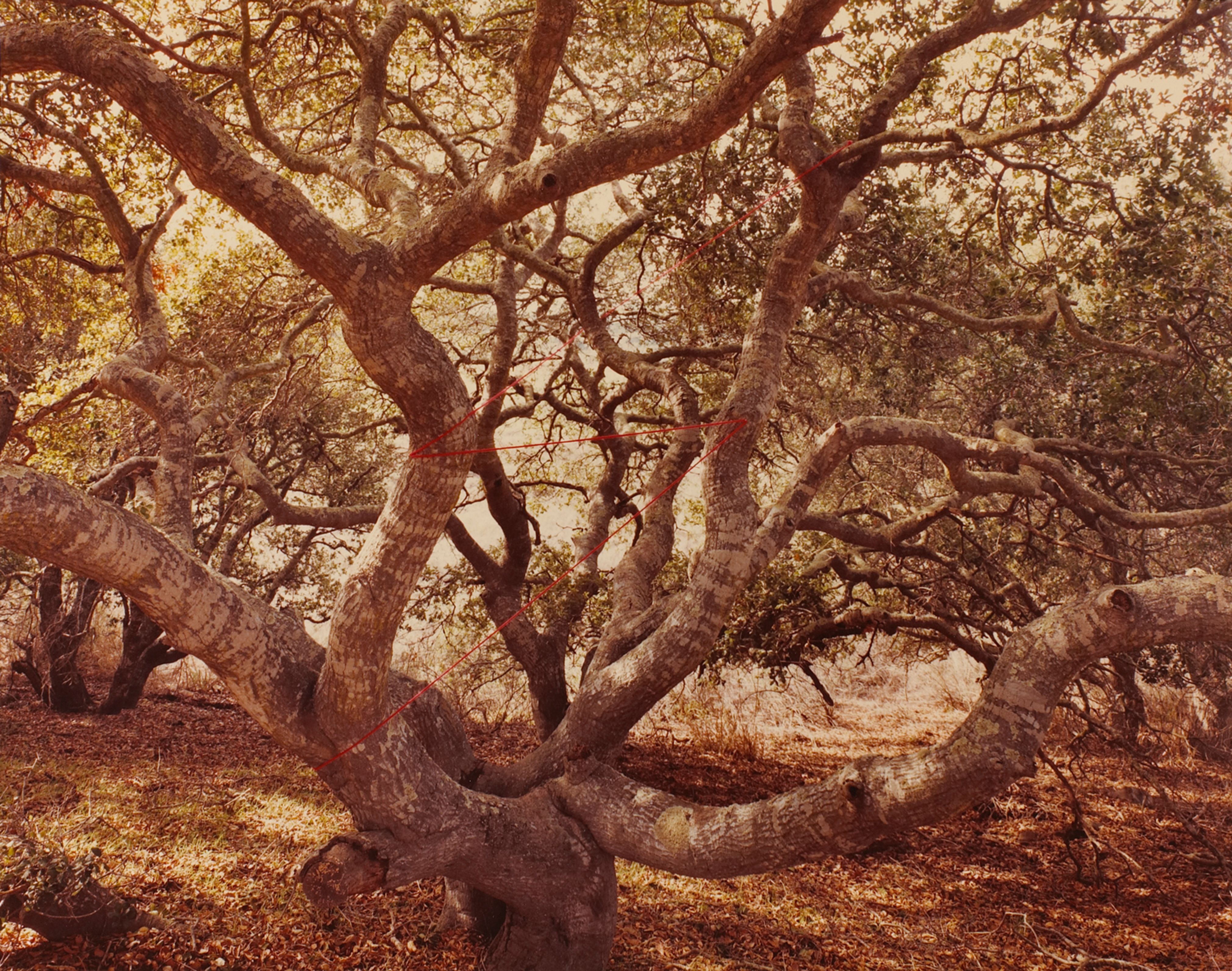 Live Oak Lightning, Lompoc, California