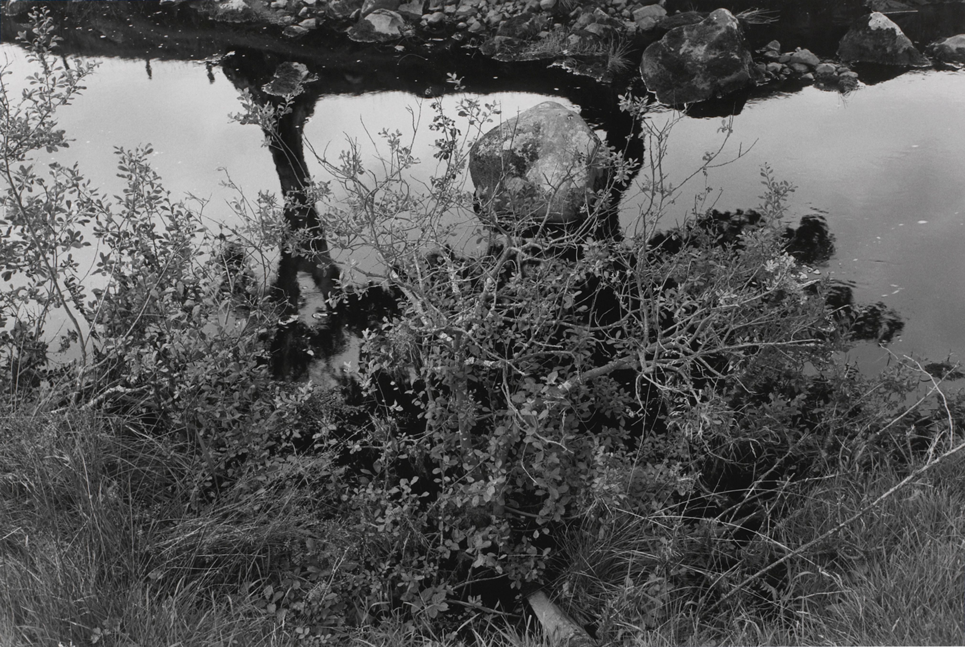 Untitled, Aynshire, Scotland (Bush, Rock, and Stream)