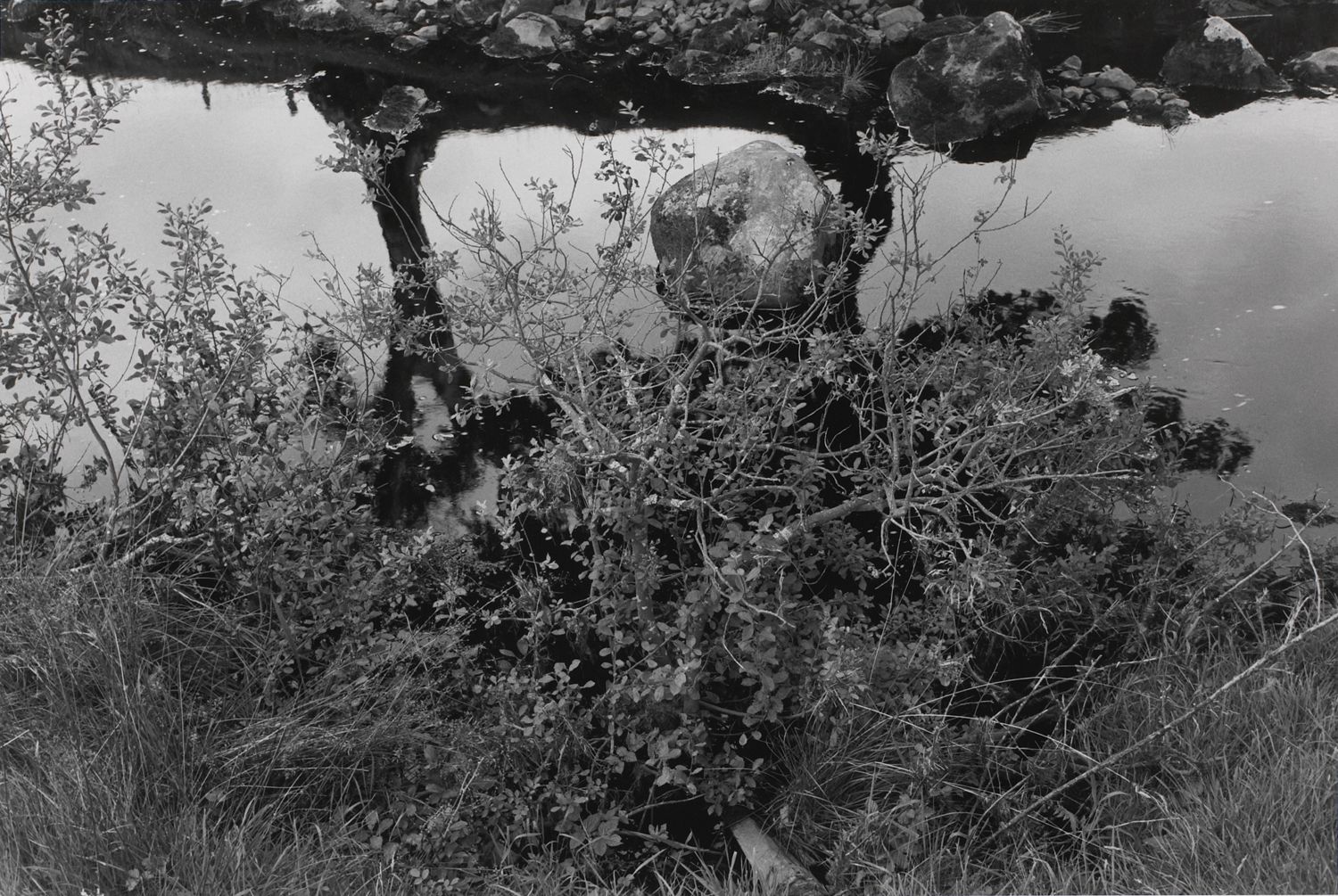 Untitled, Aynshire, Scotland (Bush, Rock, and Stream)