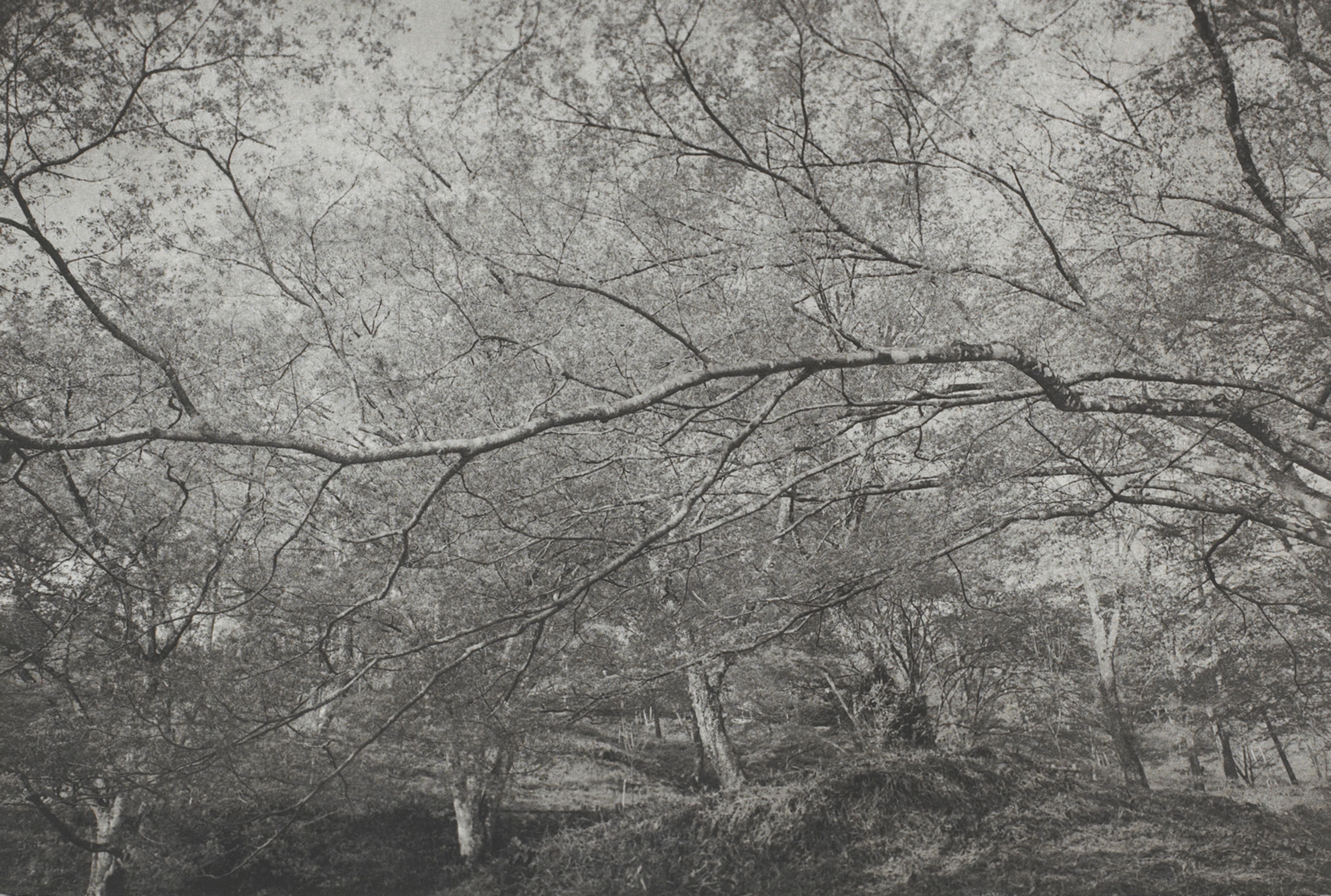 Yoshimo (horizontal branch(es))