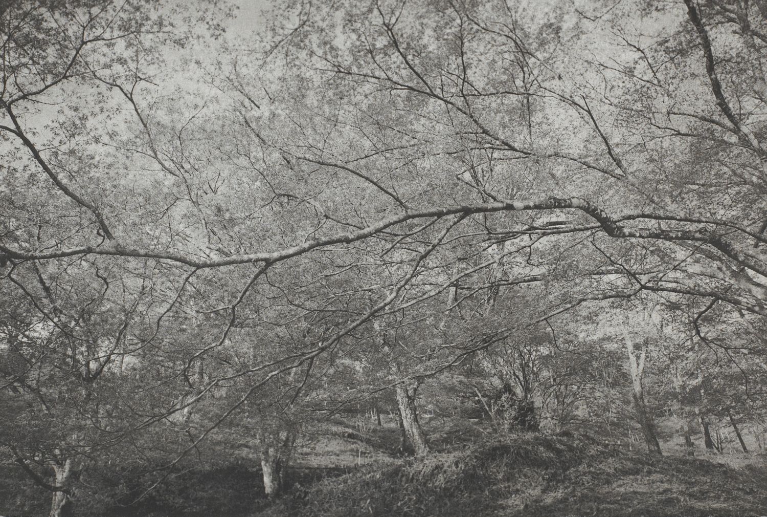Yoshimo (horizontal branch(es))