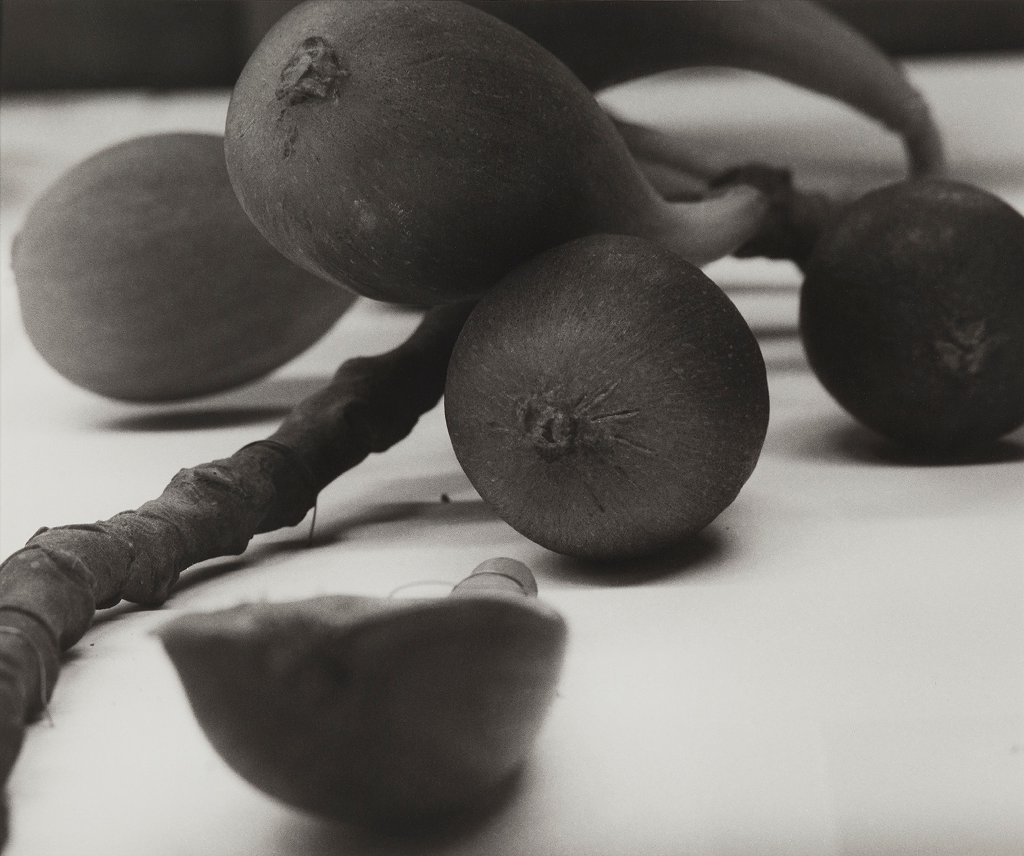 Lebanon, 1989
Blaschka Model 770, 1906
Genus no. 1961
Family, Moraceae
Ficus Carica Linn.
The Fig