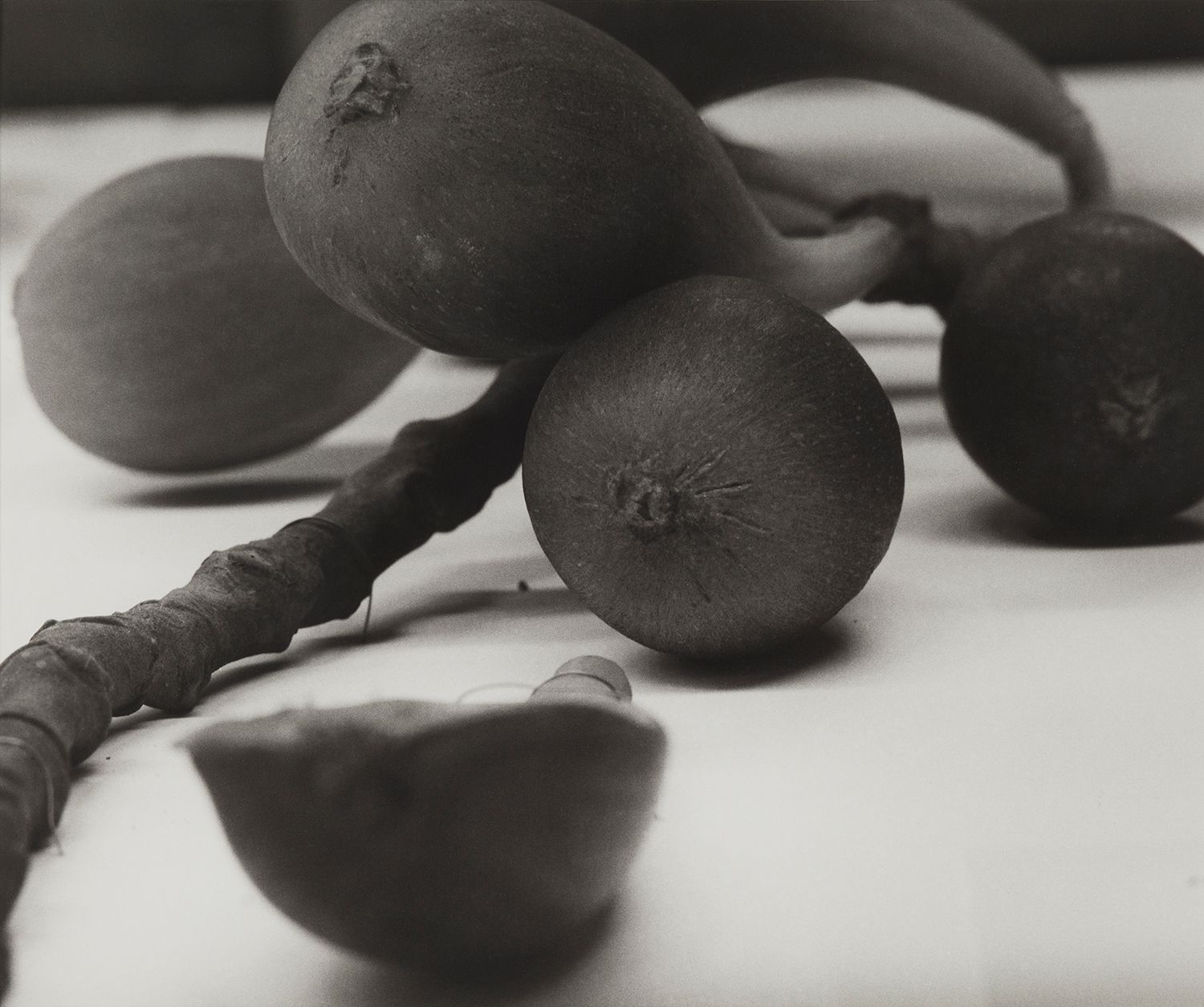 Lebanon, 1989
Blaschka Model 770, 1906
Genus no. 1961
Family, Moraceae
Ficus Carica Linn.
The Fig