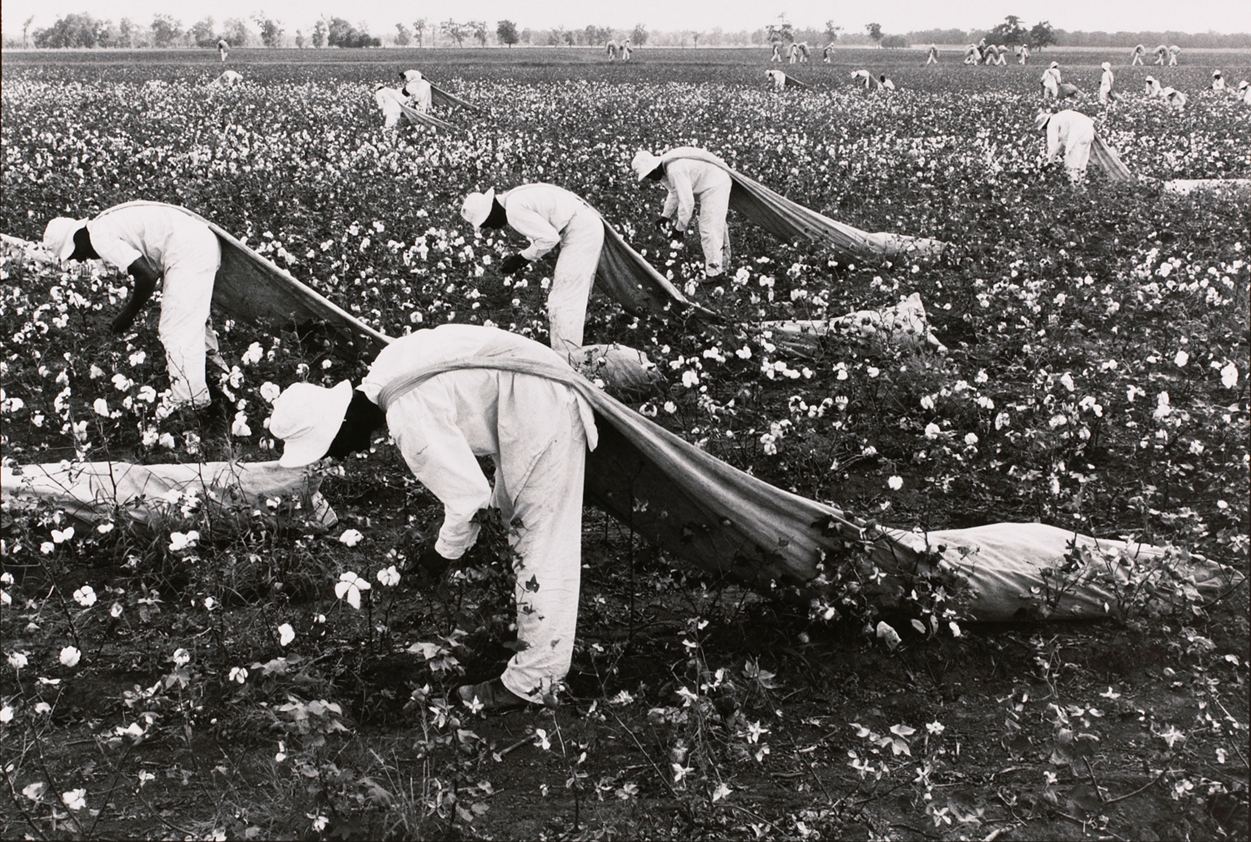 Cotton pickers