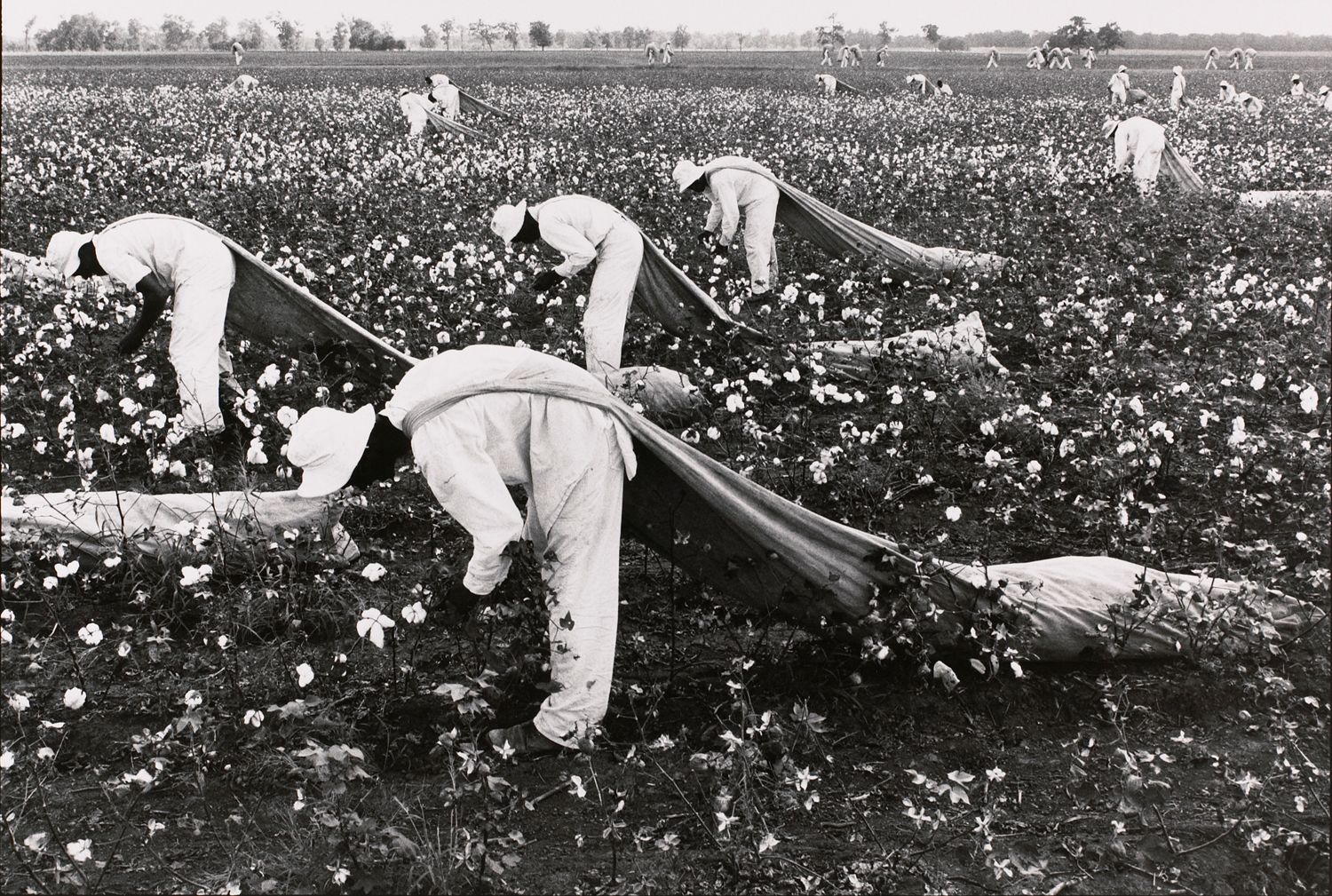 Cotton pickers