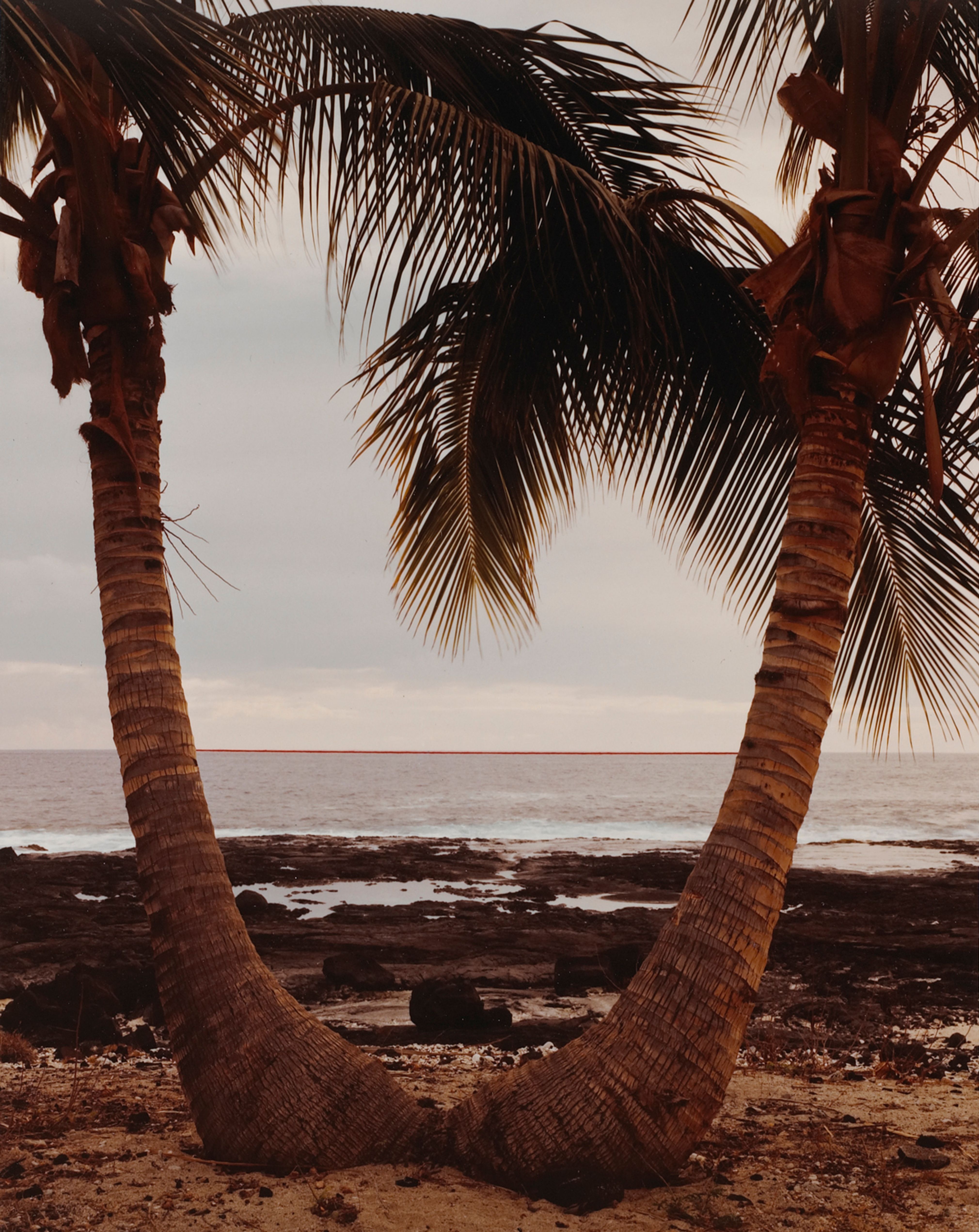 Coconut Palm Horizon, Kona Coast, Hawaii