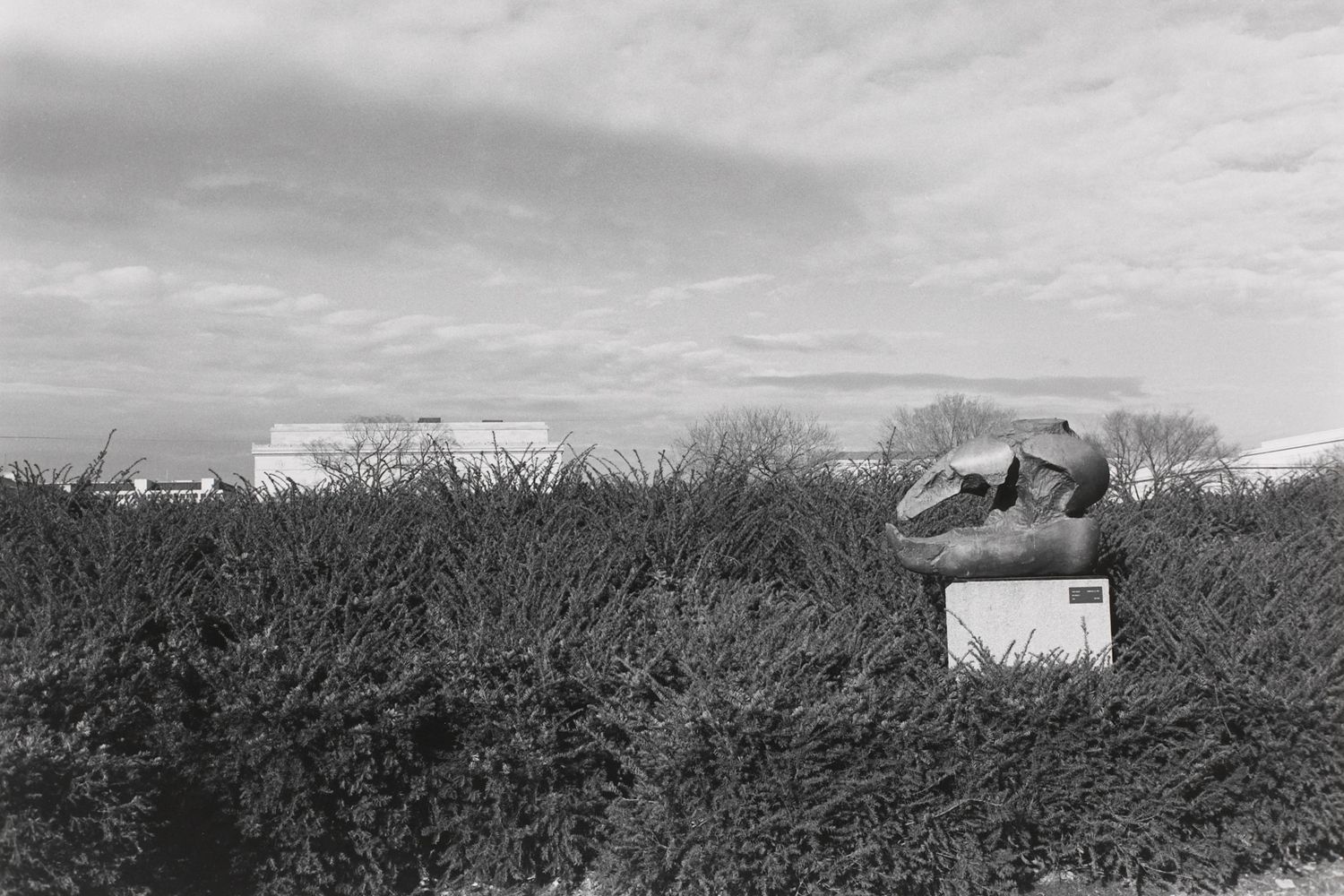 Untitled, Sculpture with Bush and Foot