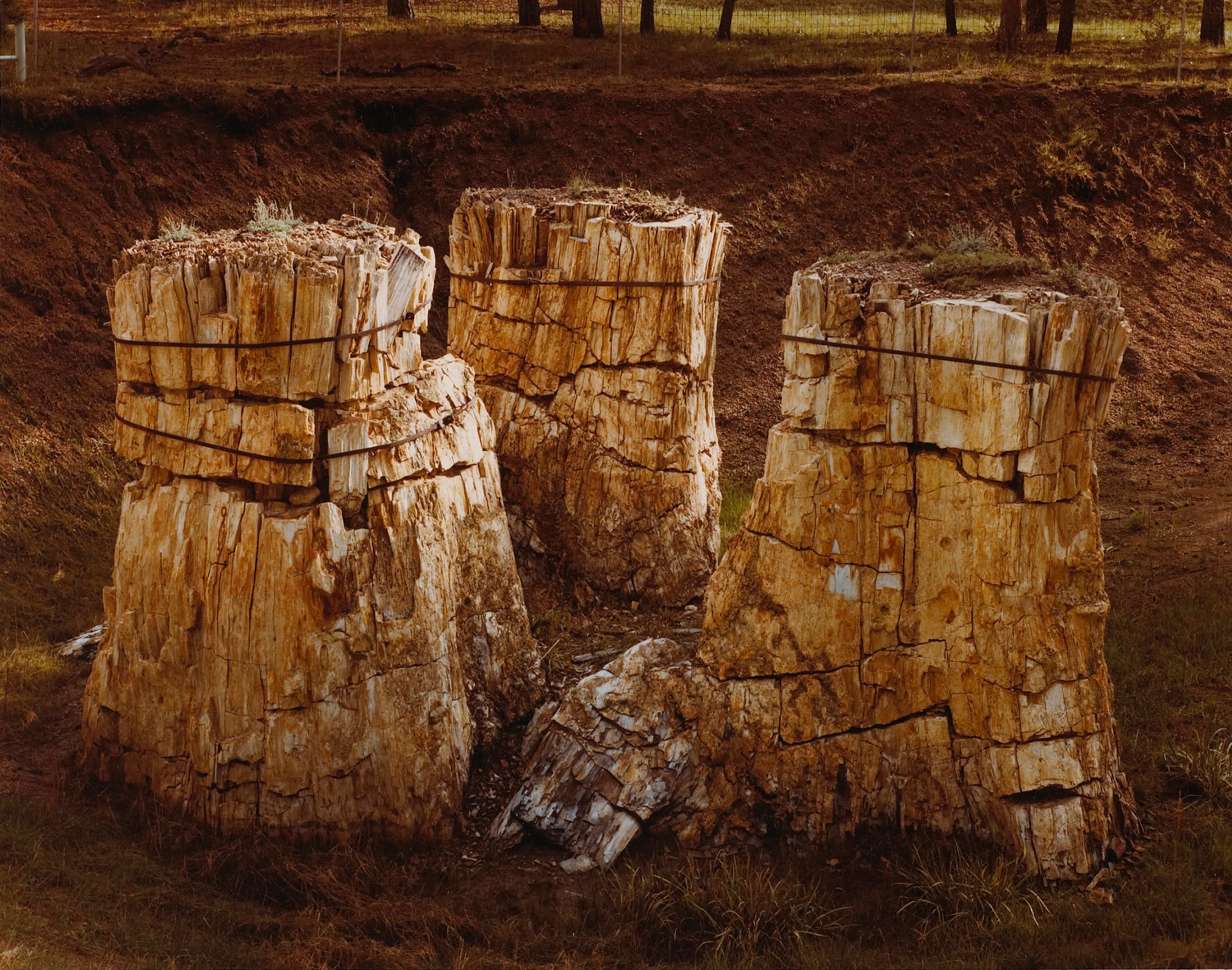 Petrified Sequoia Stumps, Florissant Fossil Beds, Colorado