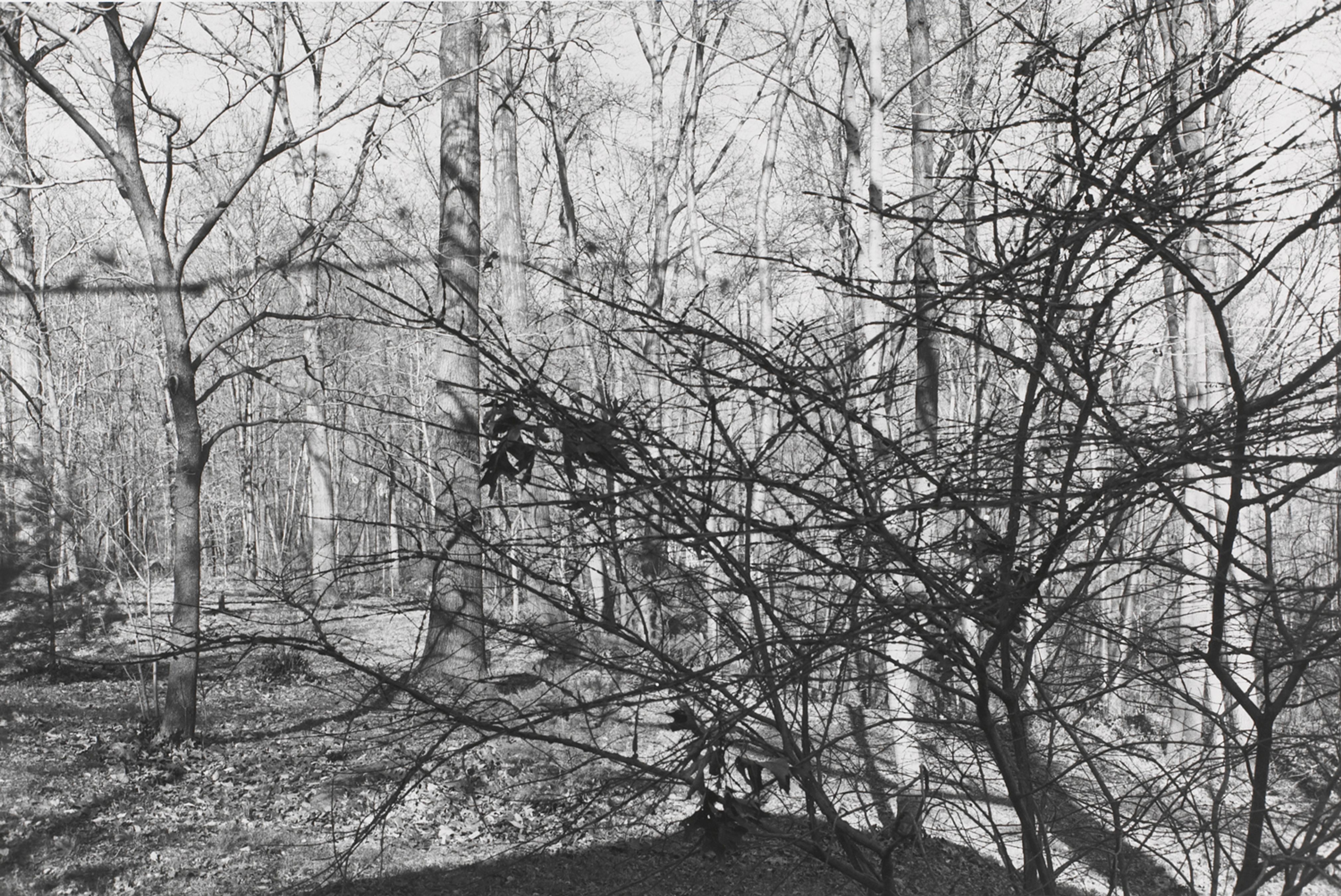 Untitled, New City, New York (Forest of Trees)