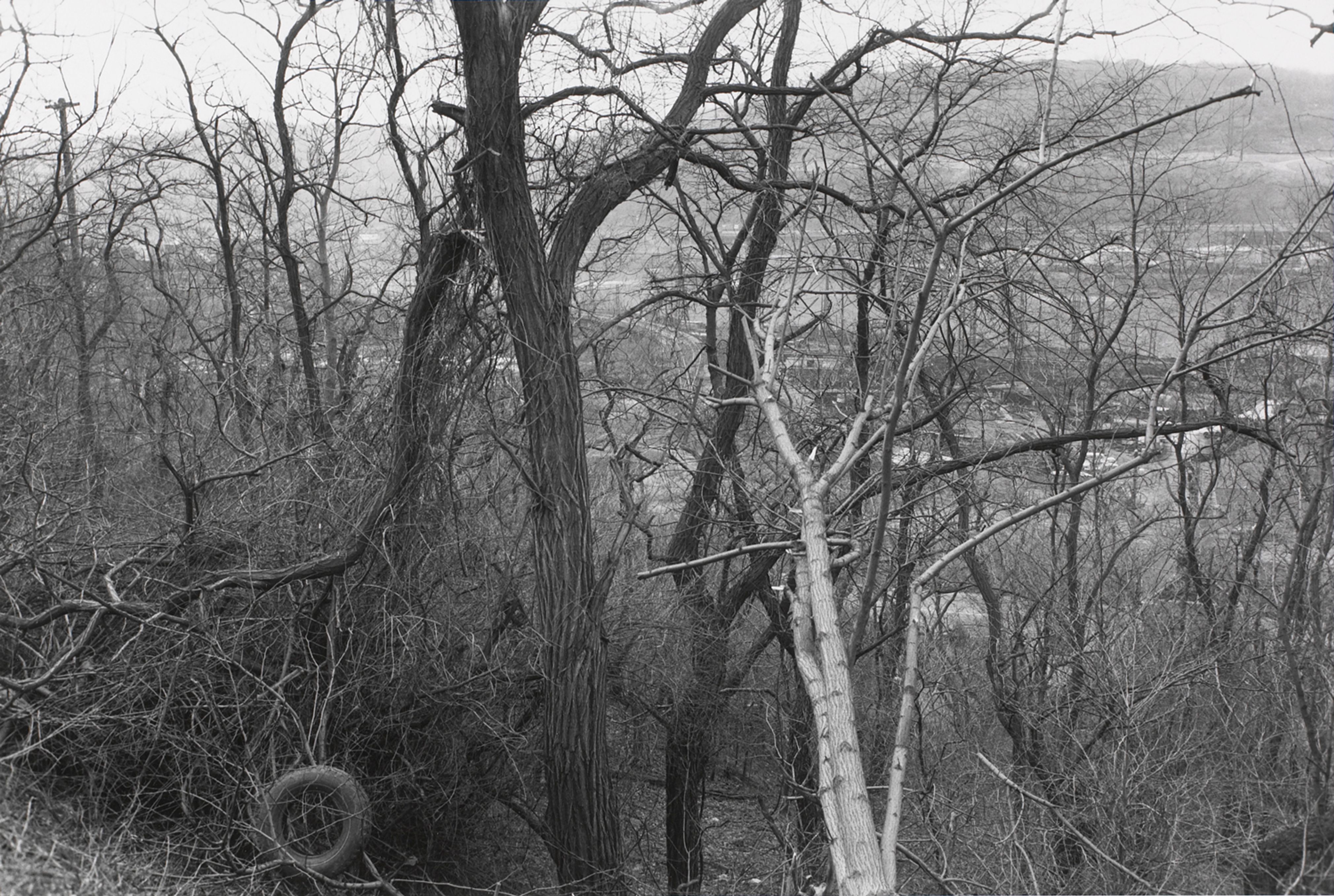 PITTSBURGH, PENNSYLVANIA (trees with tire)