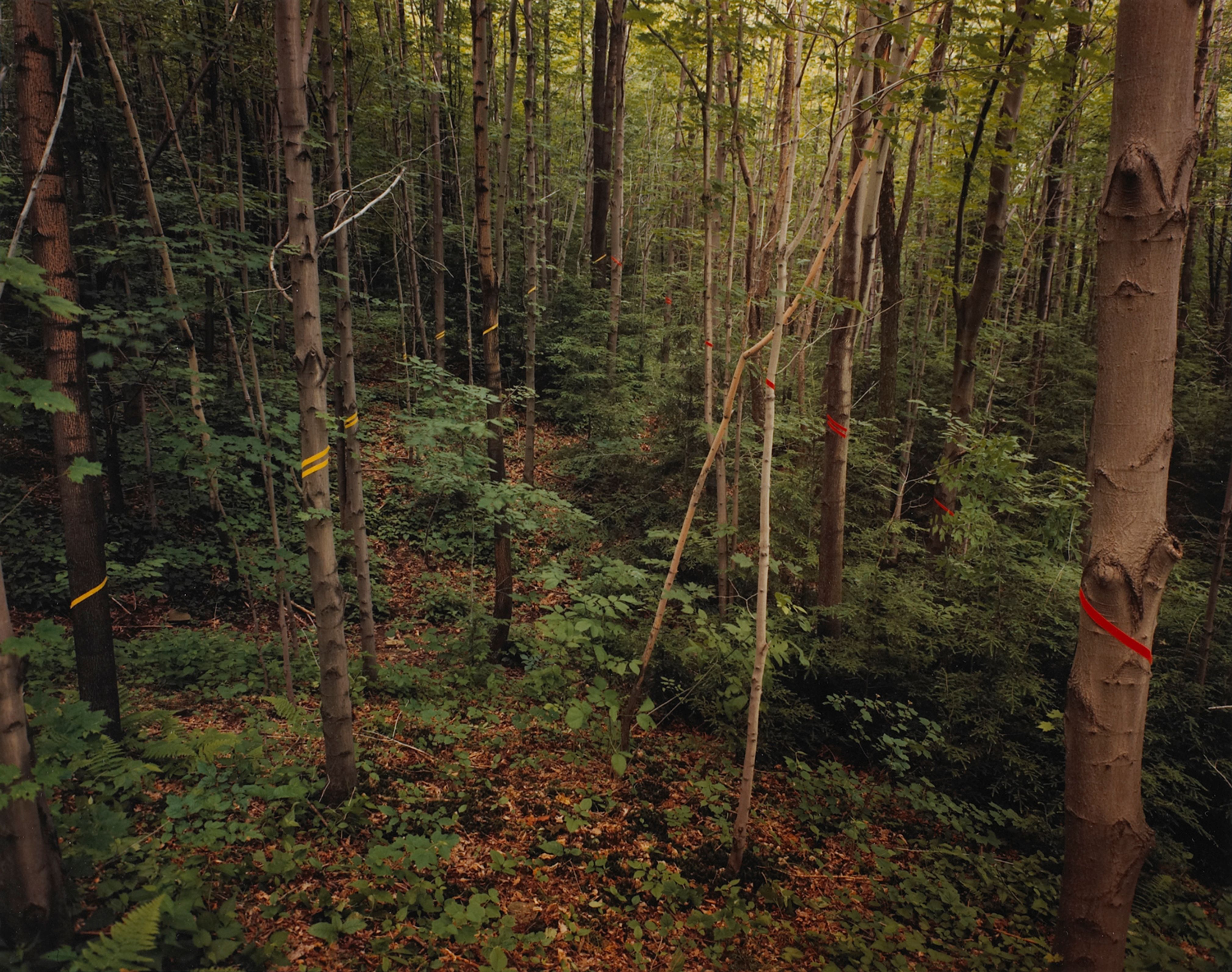 Music II, Ellicottville, New York
