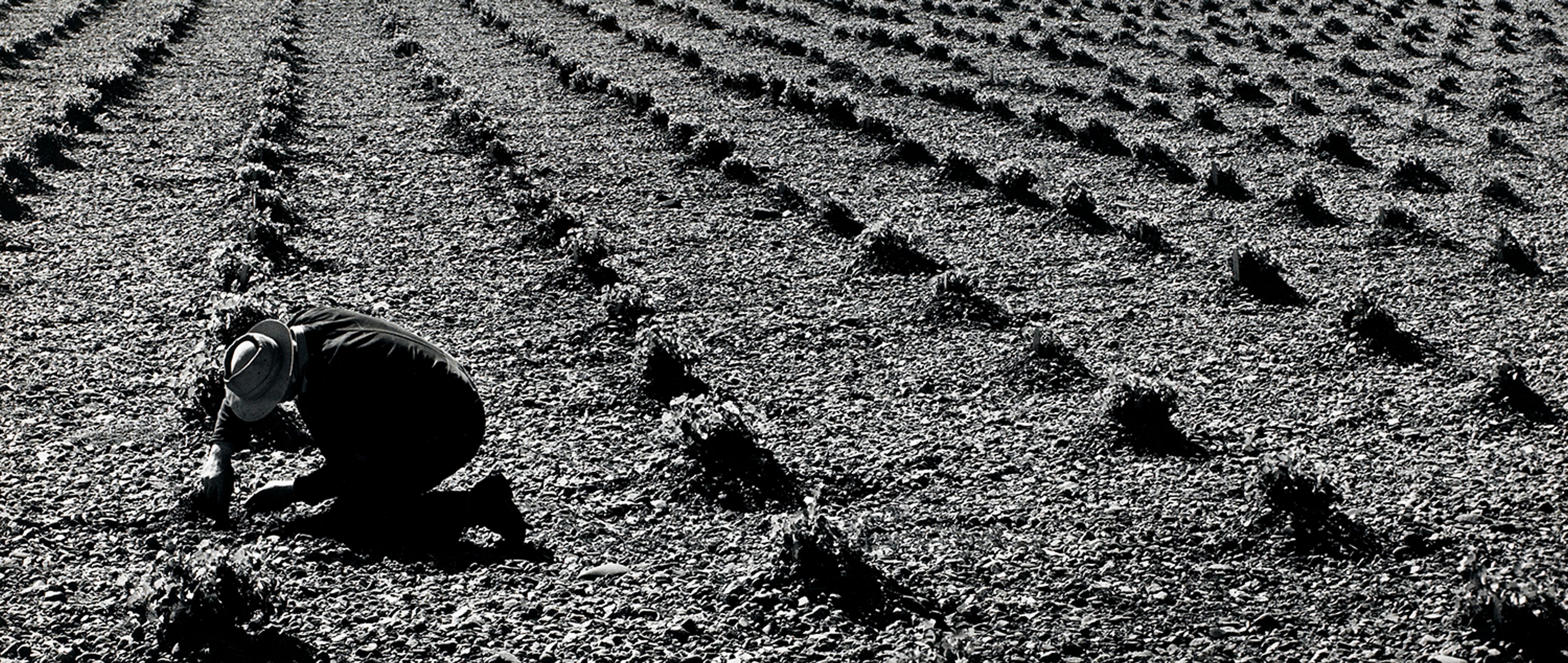 Tending Fields