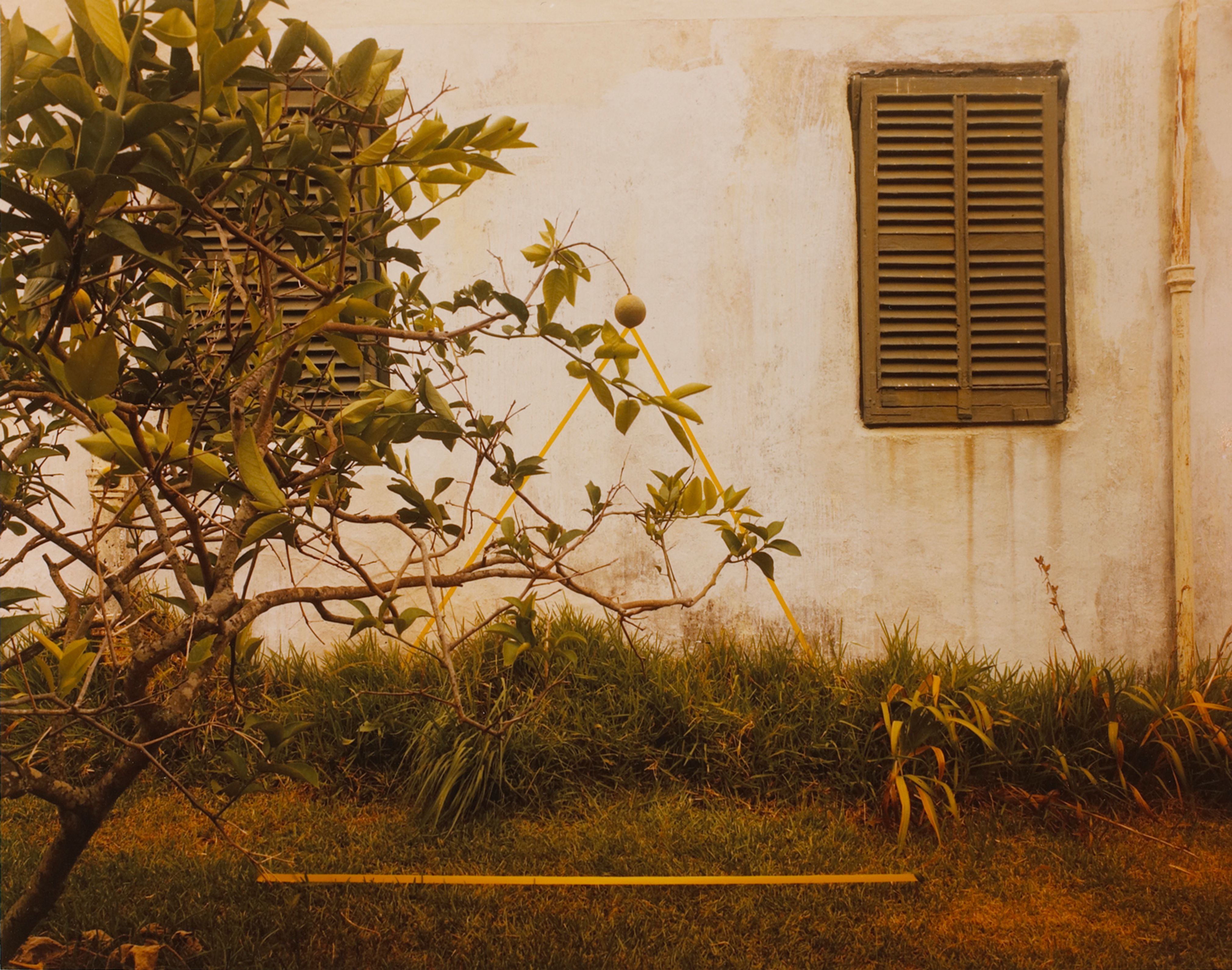 Lemon Bush, Bermuda