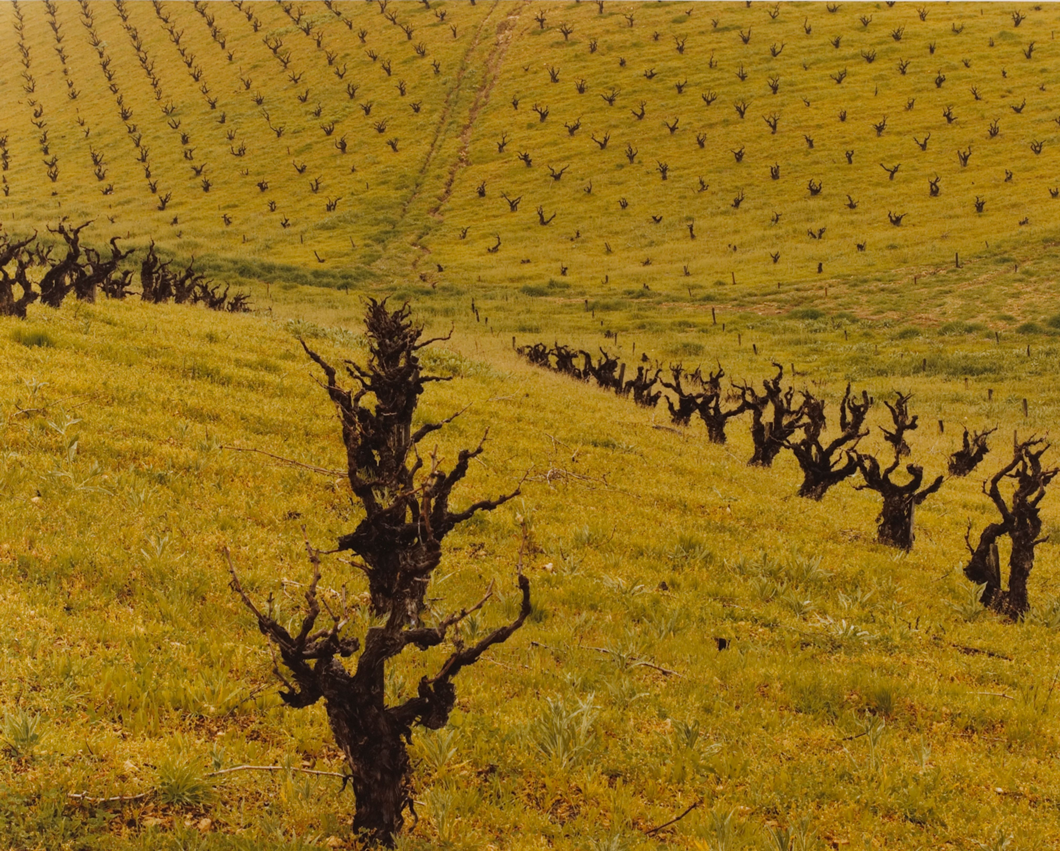 Vineyard Quilt, Paso Robles, California