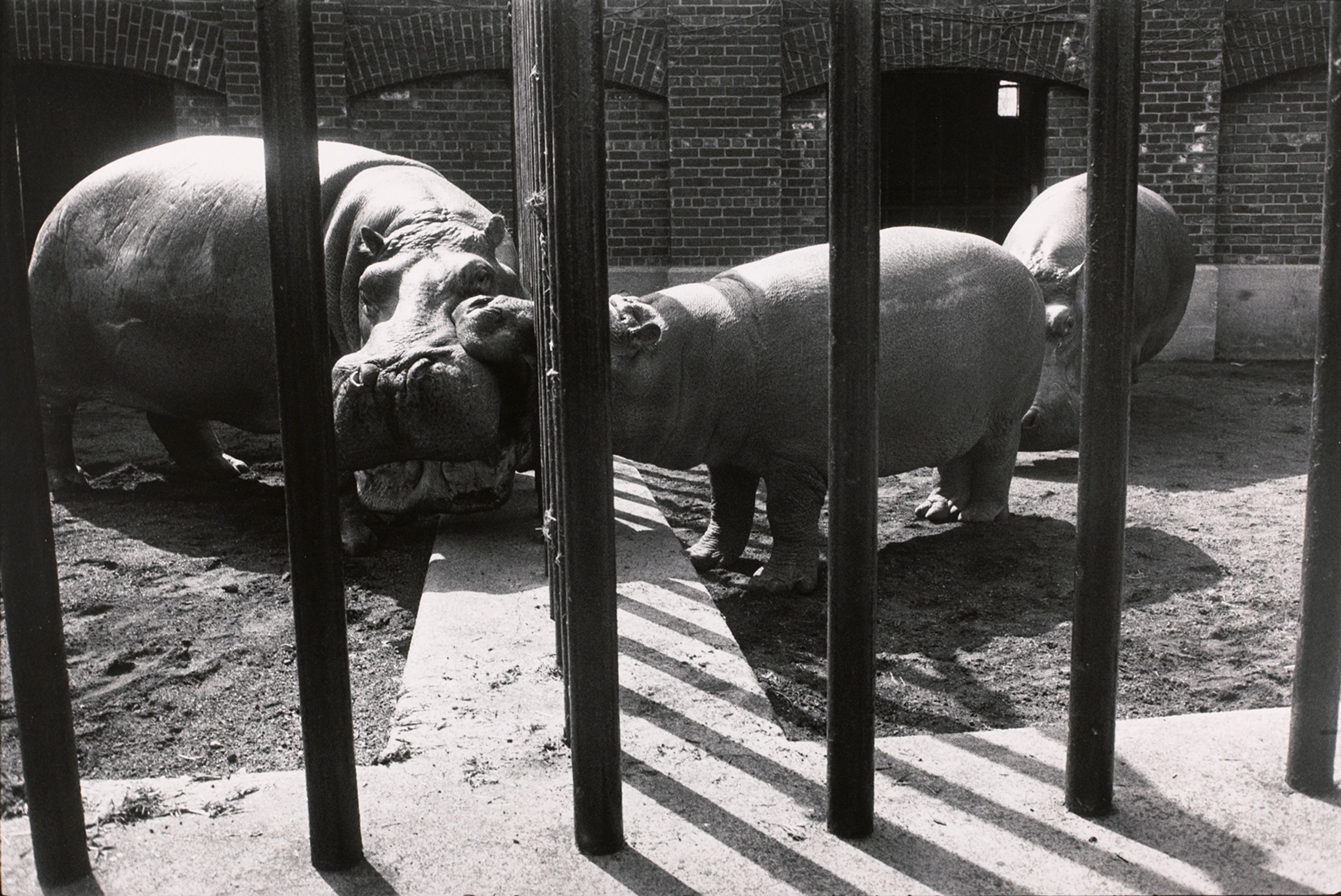 Untitled (One hippo biting another)