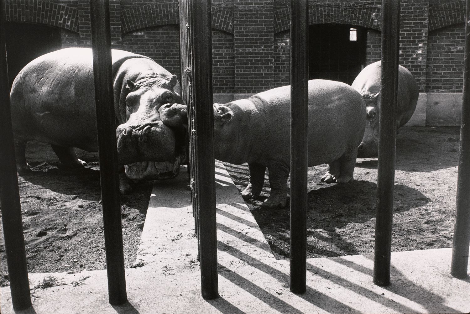 Untitled (One hippo biting another)