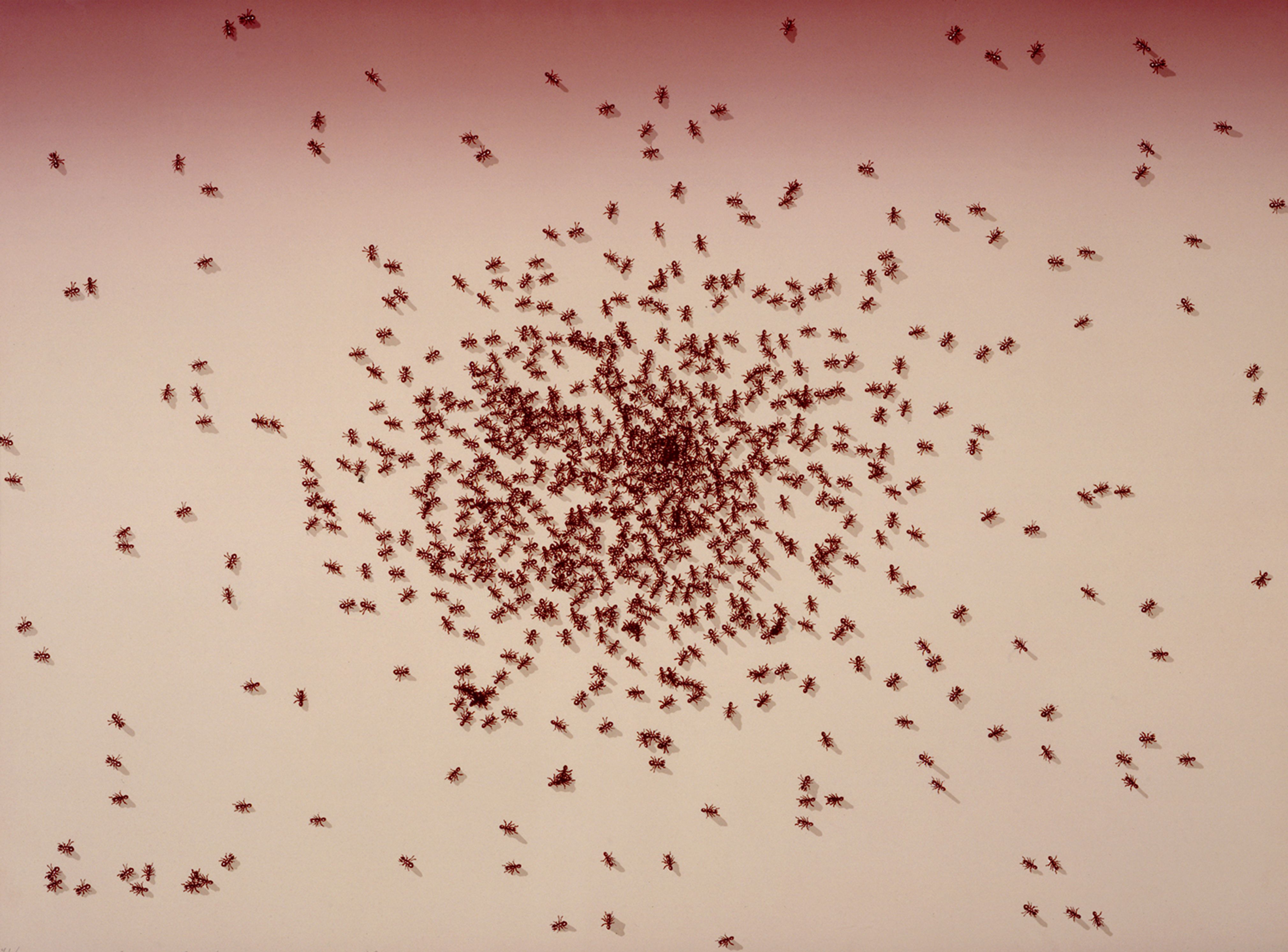 Insects