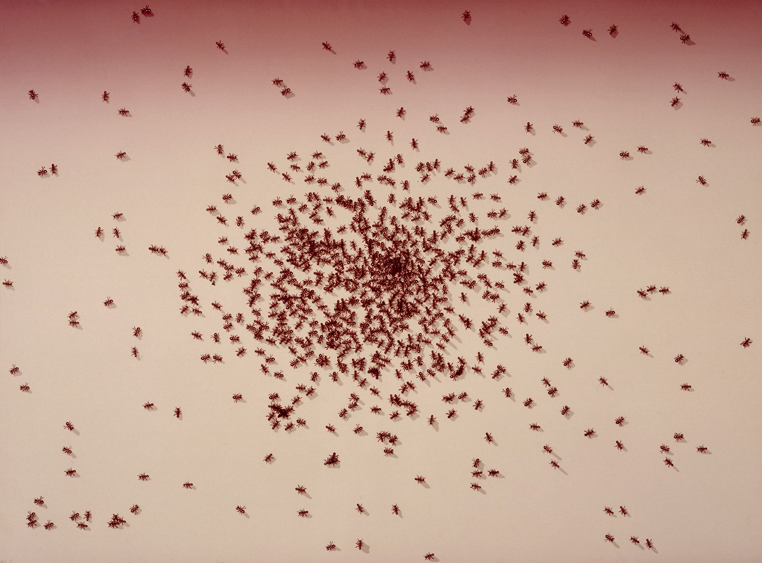 Insects