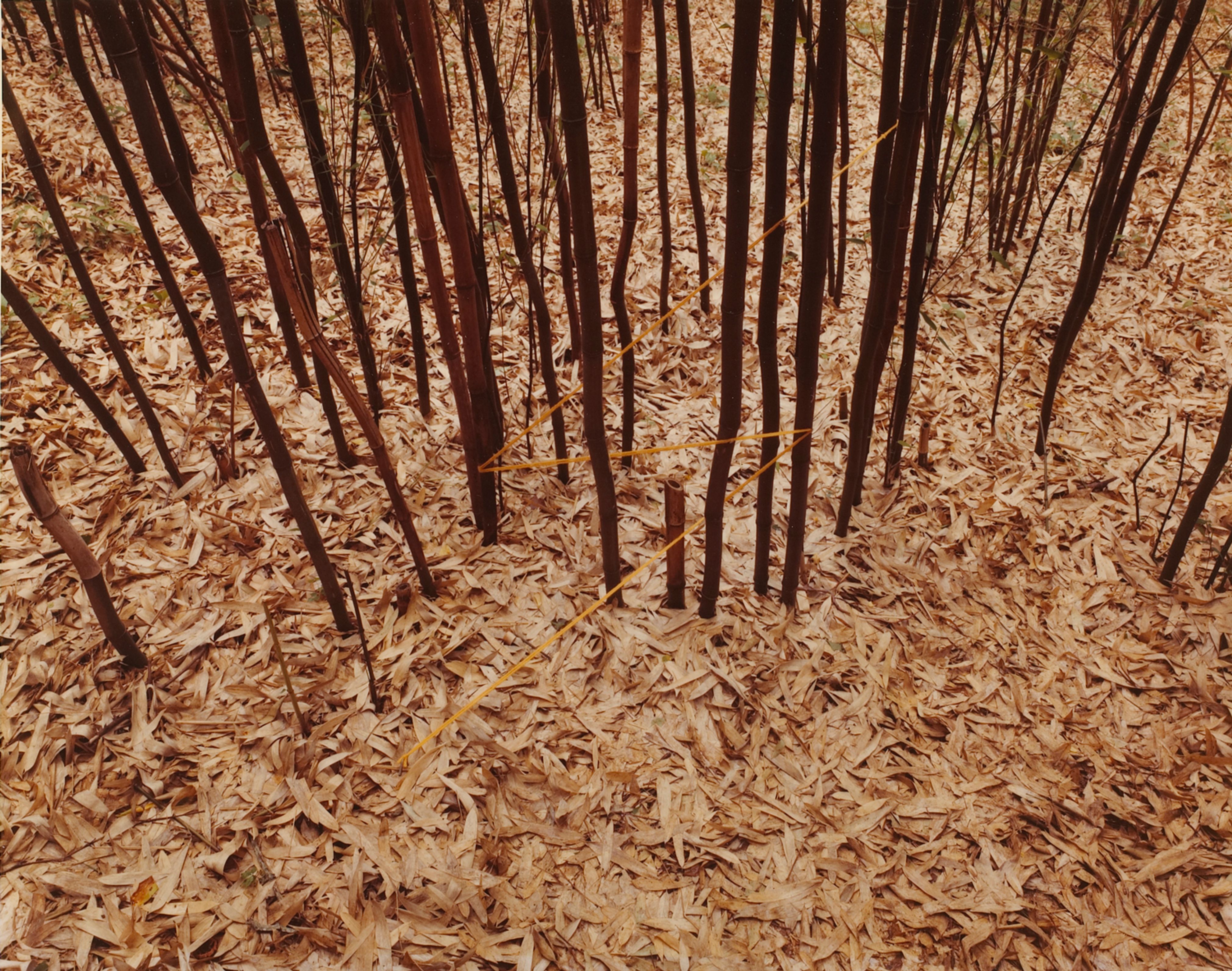 Bamboo Lightning, Penland, North Carolina